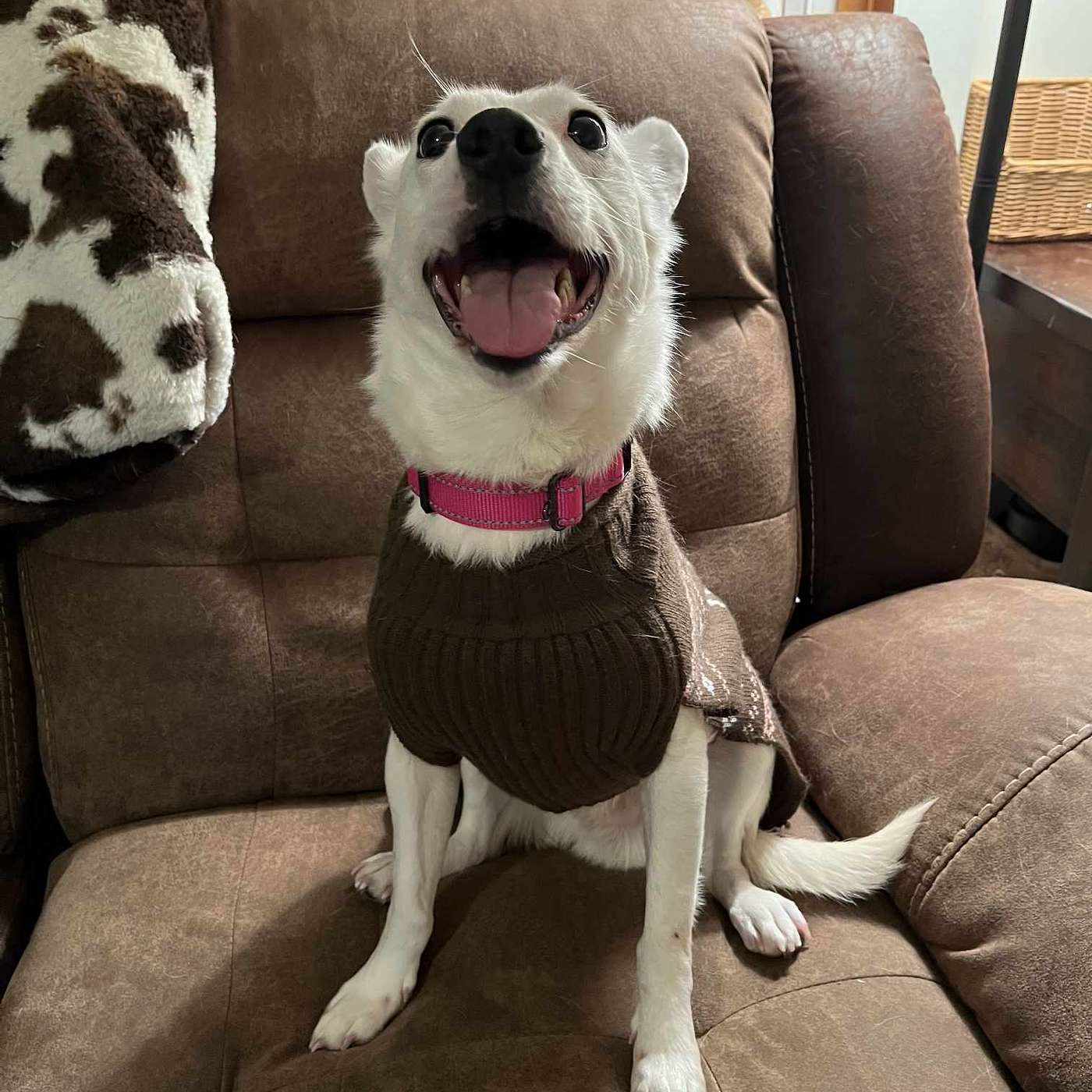 Let's meet Bolton and get an understanding of the importance of fostering!