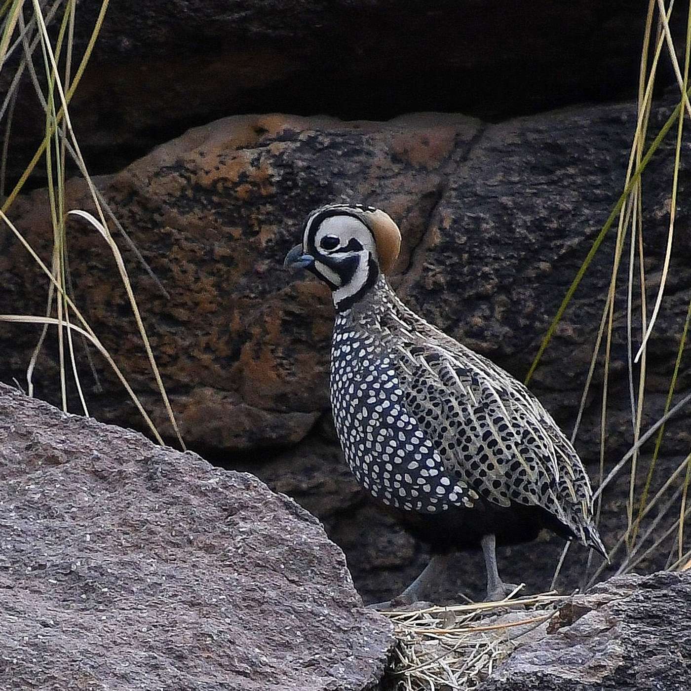 S1 E14: Chihuahuan Desert Lifers. A spring 2023 Texas trip with Jim Kettelkamp. episode artwork
