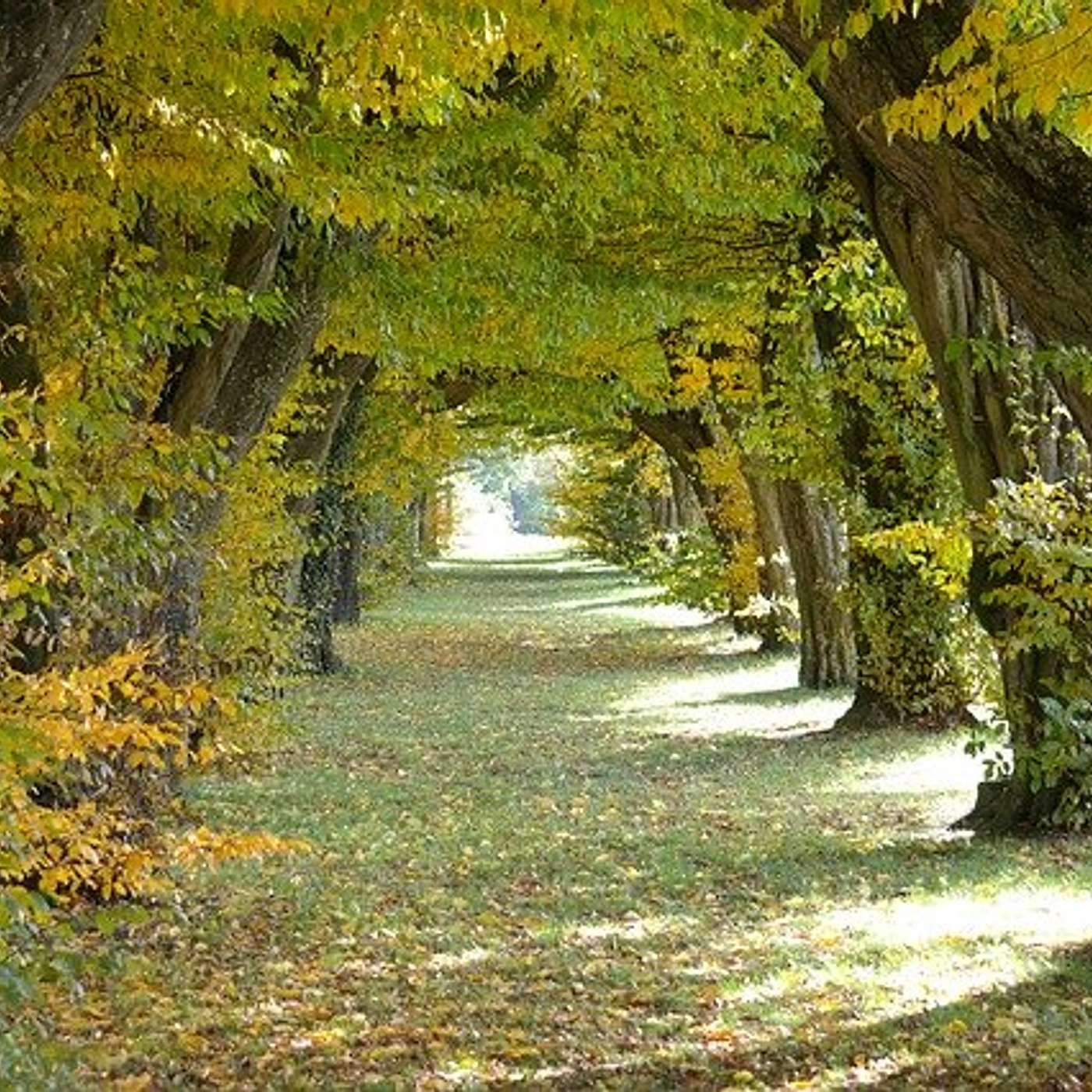 Do You Know Your Family Tree? Find a record of your past & a glimpse to your future