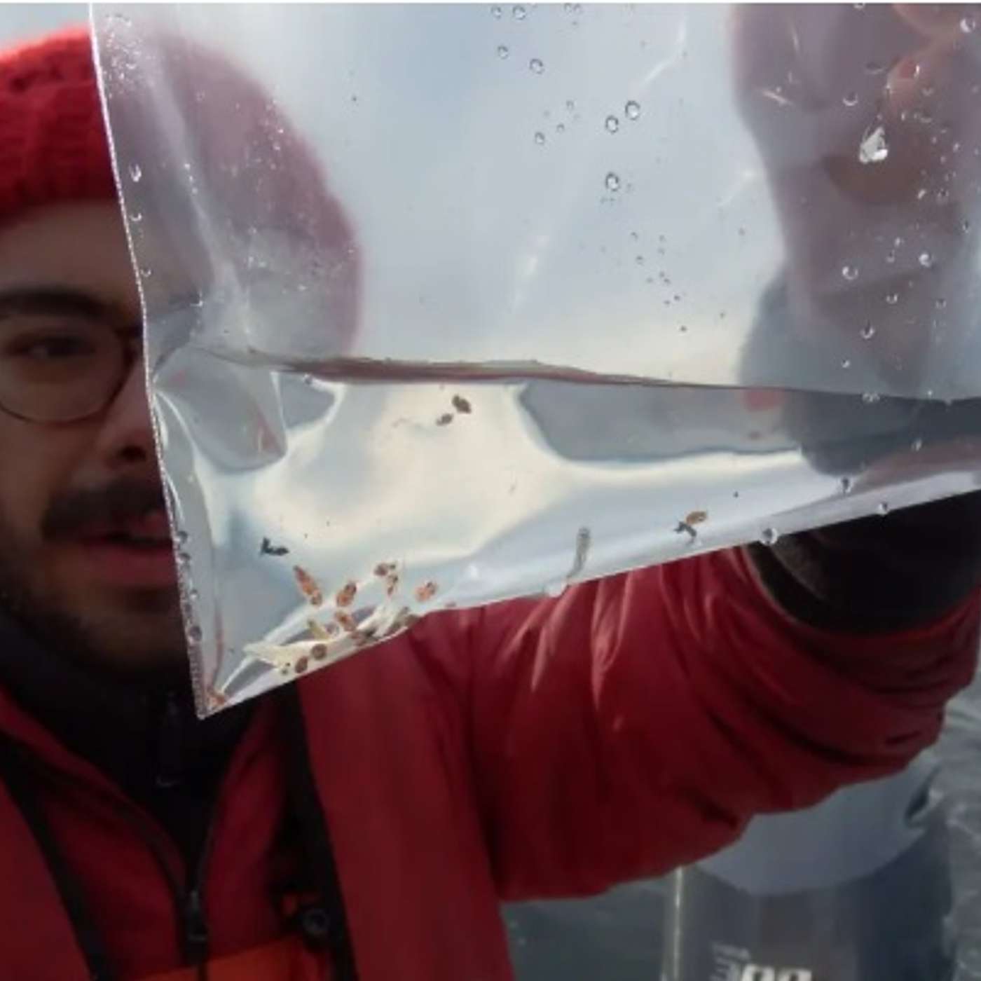 Something Fishy Is Going On! What Local Chinook Salmon Diet Is Revealing About Forage Fish Populations episode artwork