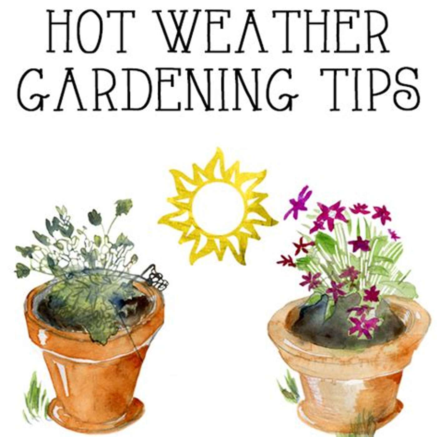 Hot Gardening ideas episode artwork