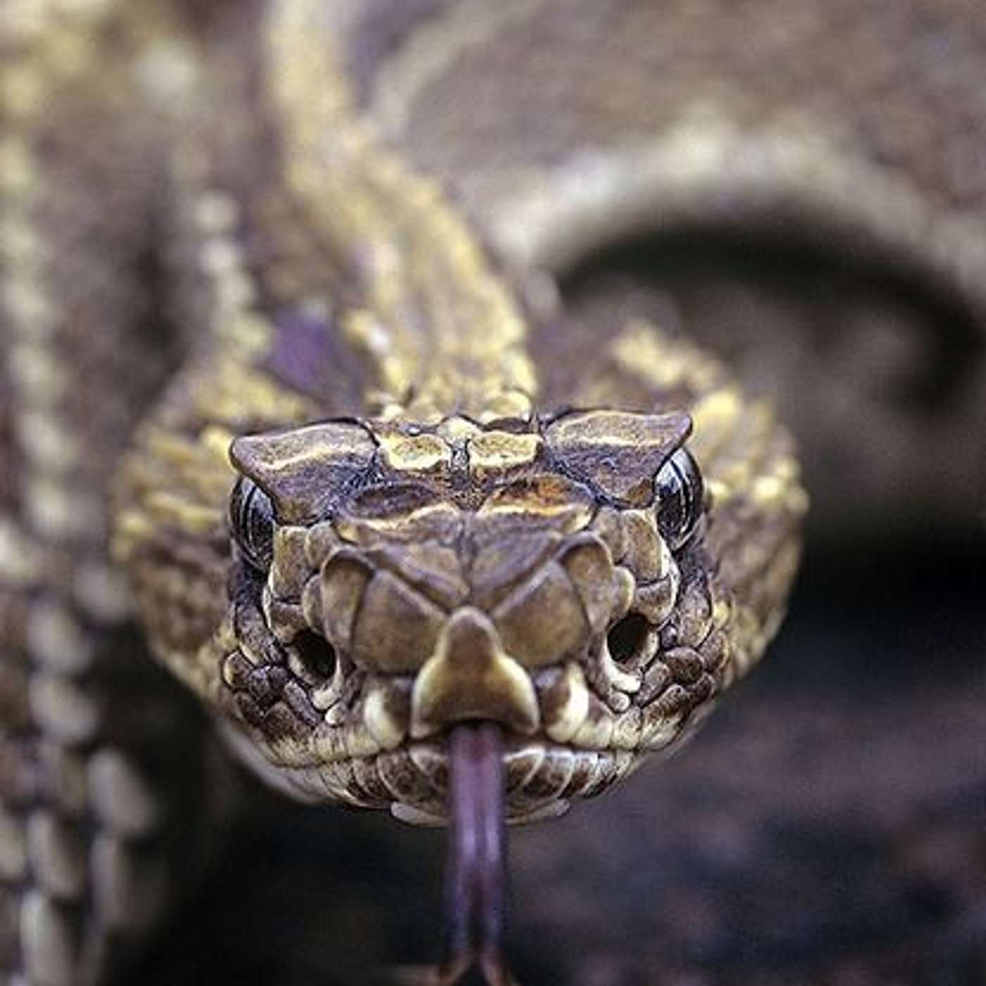 We Shudder to Live Among Them