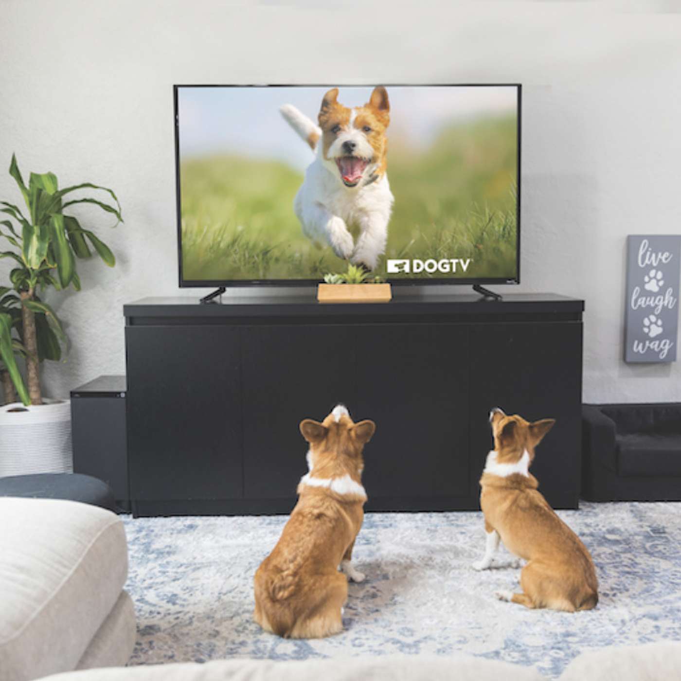 Why This Streaming Service Might Be Your Pup's New Best Friend episode artwork