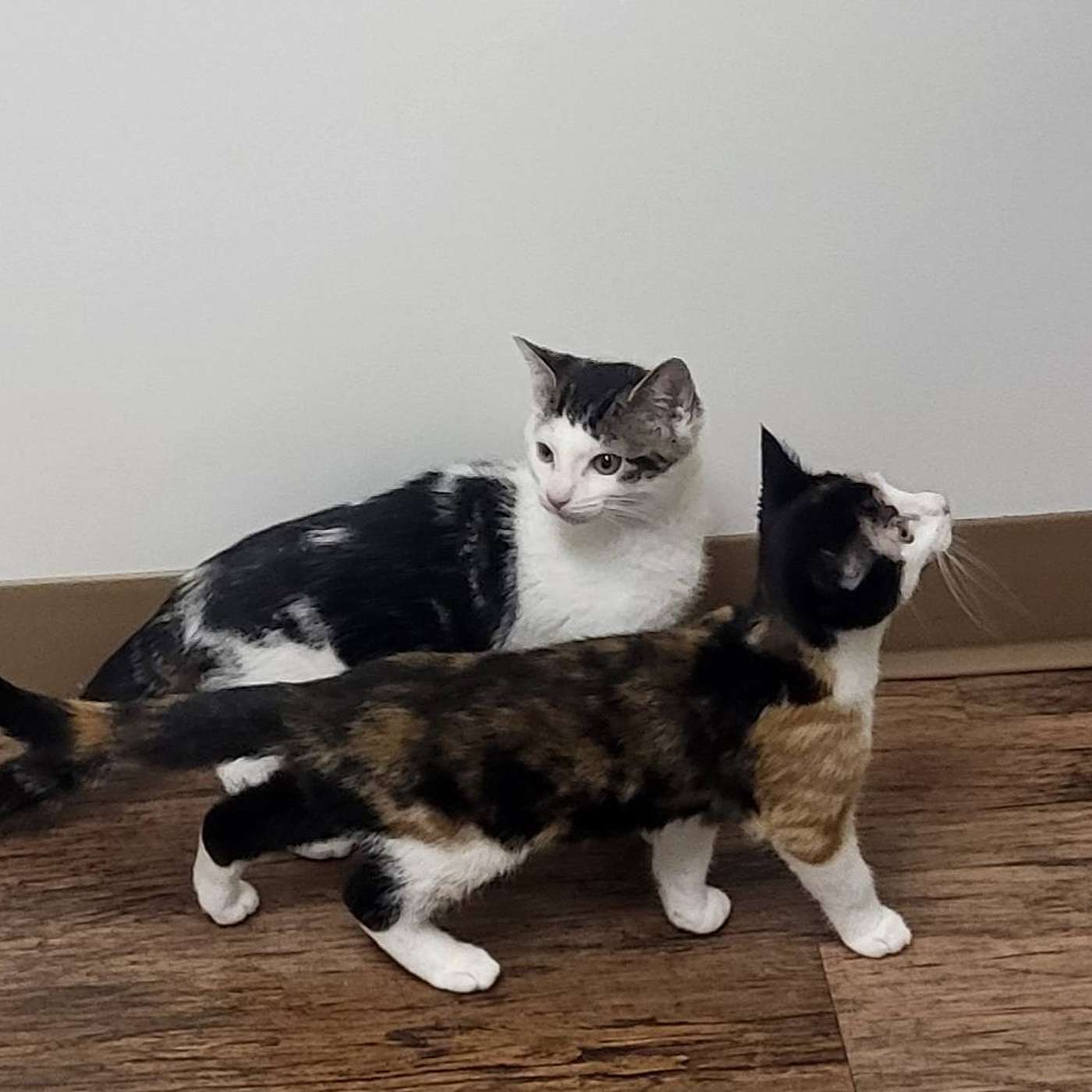 It's our POP-PAW-RAZZI! KITTEN SEASON is here! Let's meet Viola and Taz!