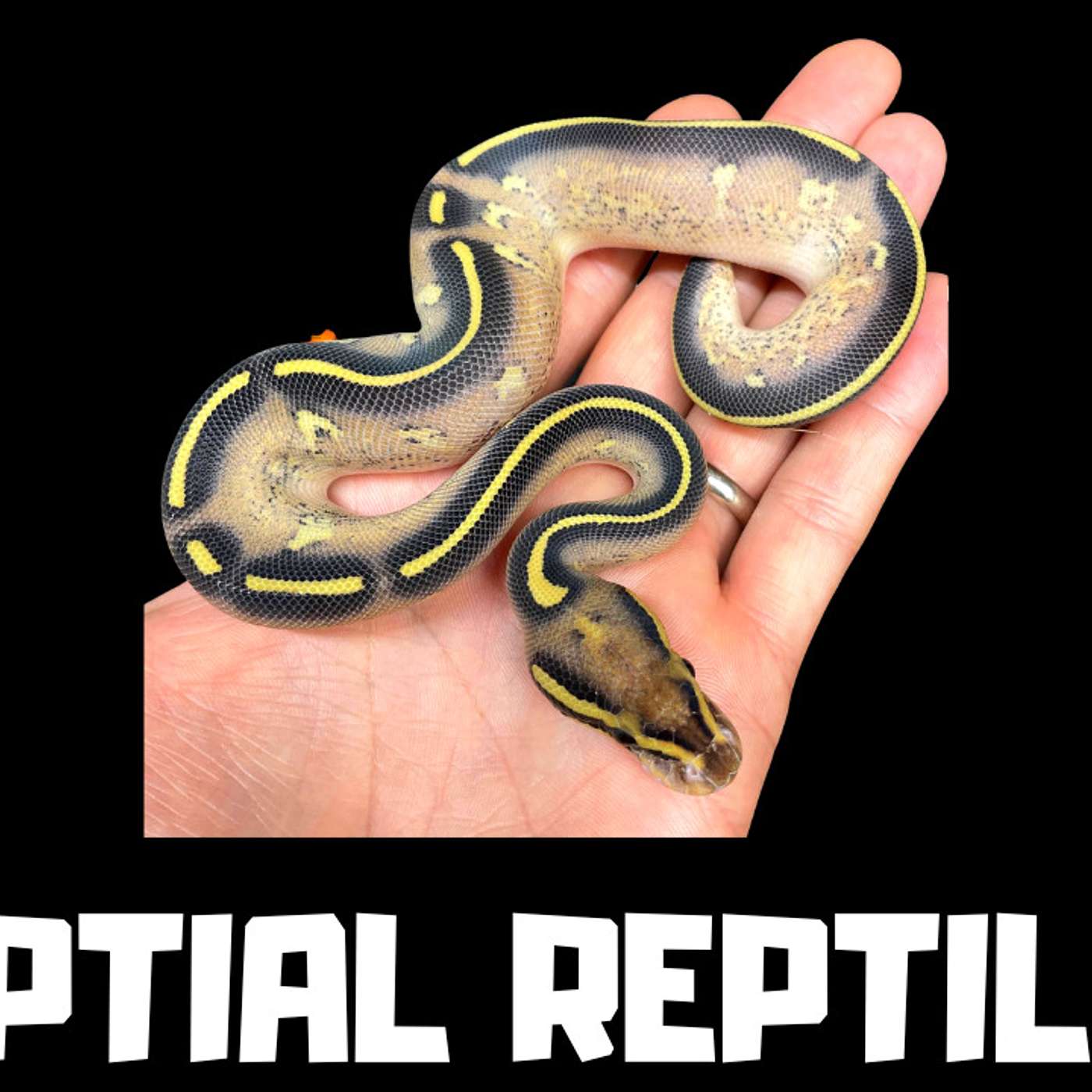 #185 ANDRE KOSOVYCH OF CAPITAL REPTILES | BALL PYTHON BREEDER | NEW BREEDER ON THE BLOCK