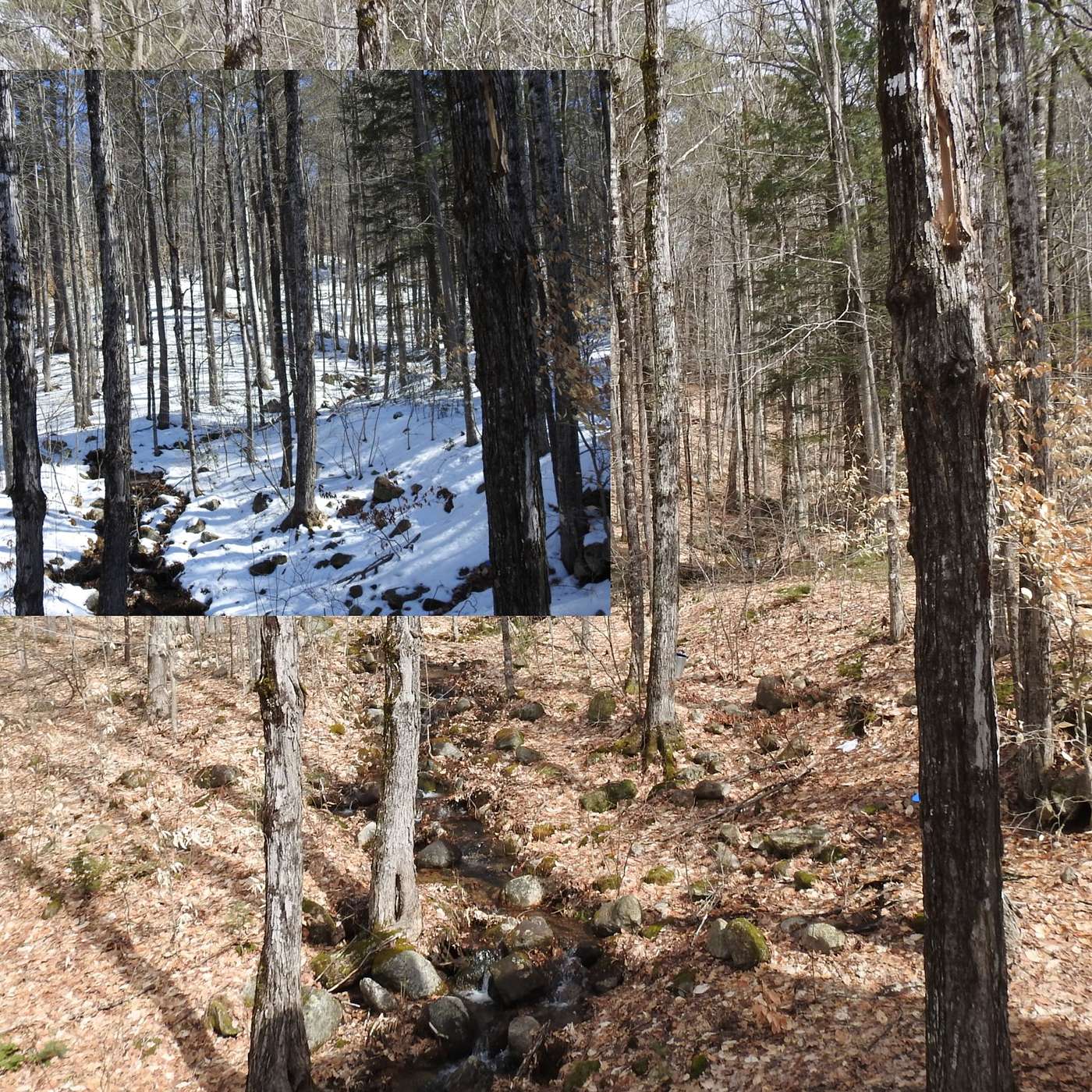 NATURE'S DISAPPEARING ACT
