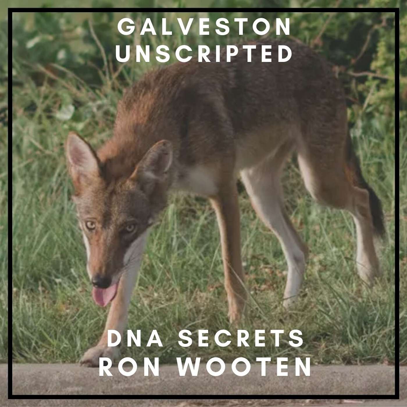 DNA Secrets with Ron Wooten | Coyote-Red Wolf Hybrids on Galveston Island episode artwork