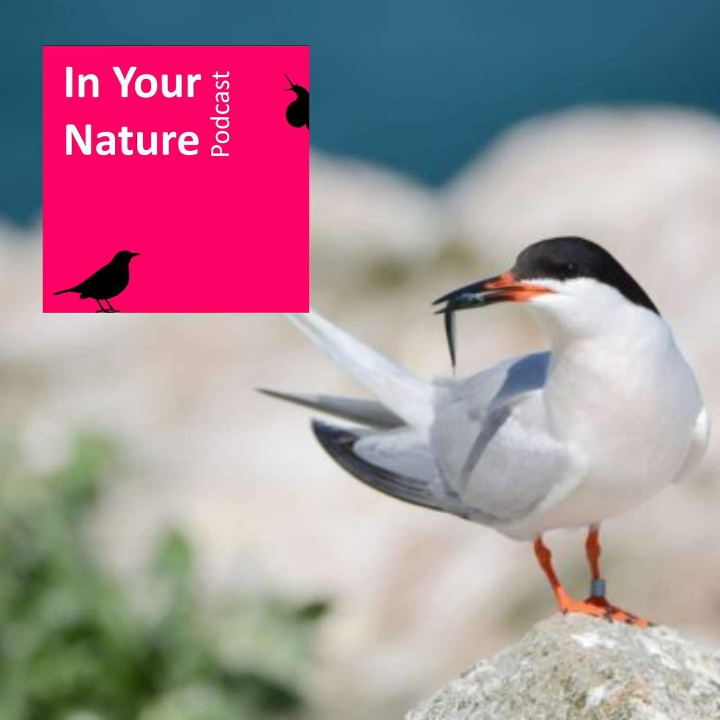 In Your Nature Ep 23 - Terns