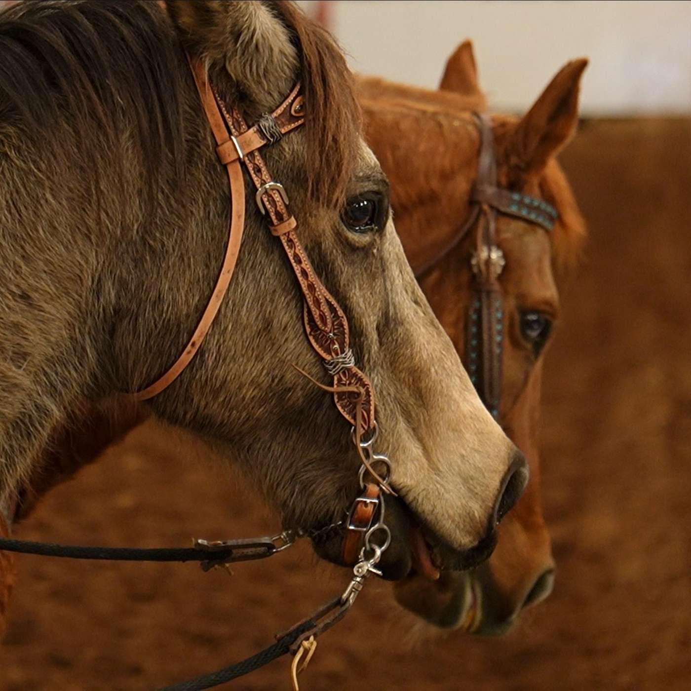 Back in the Saddle Again - Gymkhana Rodeo Returns episode artwork