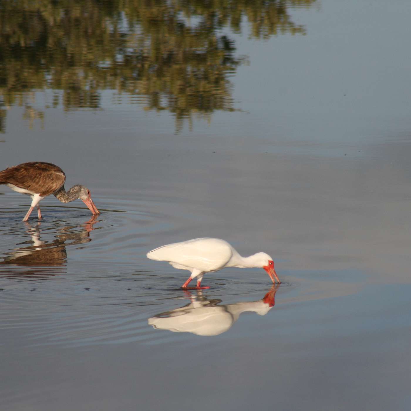 Noemi Beres - Up 'til Denmark