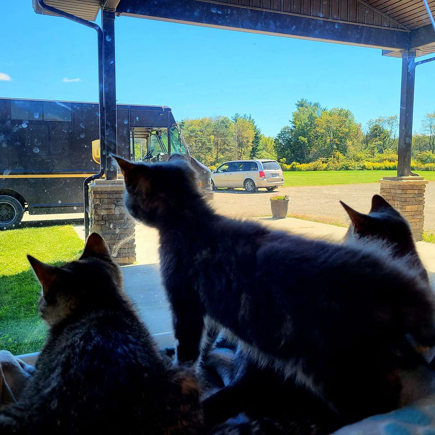 Our visit to the Kitten Room at the SPCA Serving Allegany County!