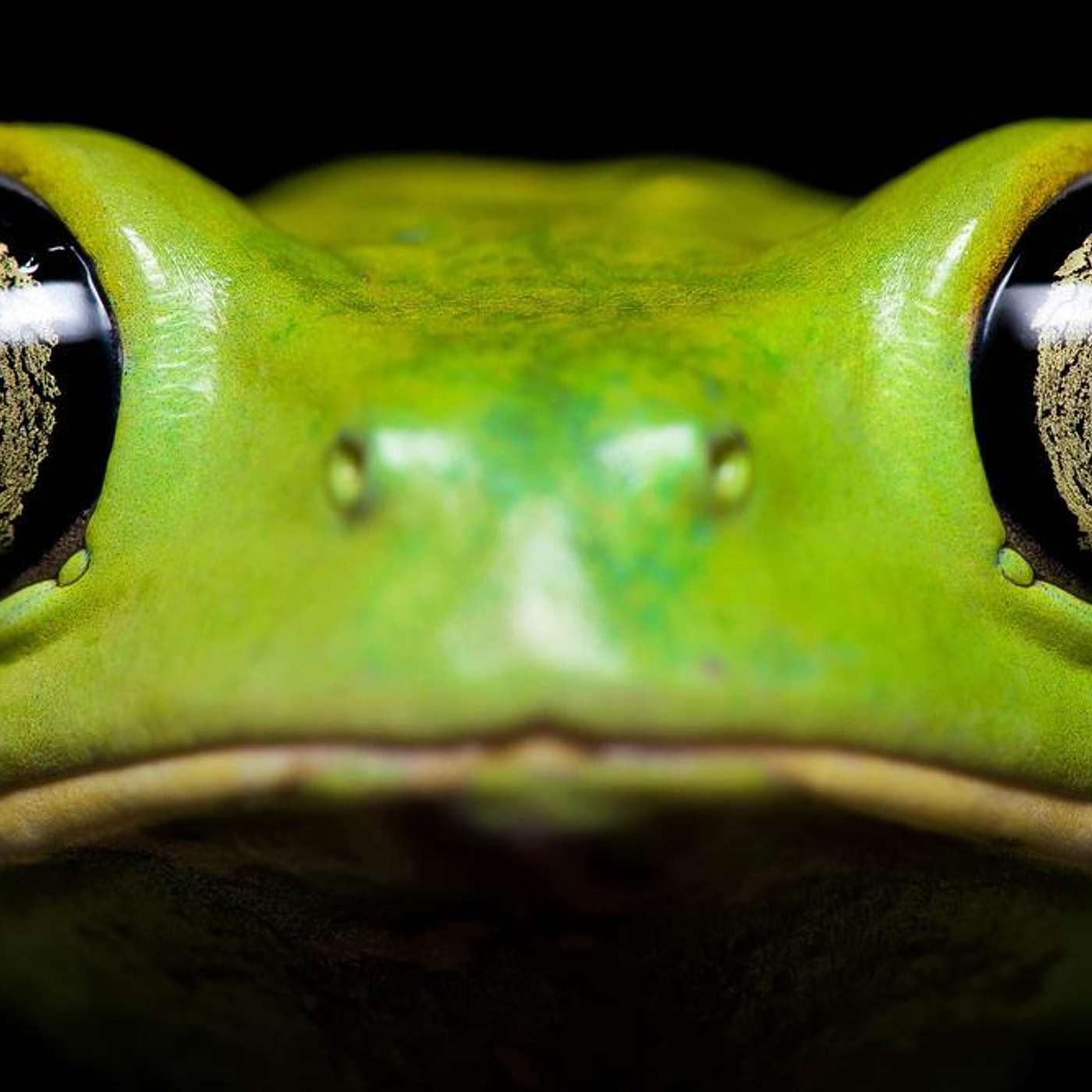 Kambo Frog Medicine, DMT & Interdimensional Beings | David Brown