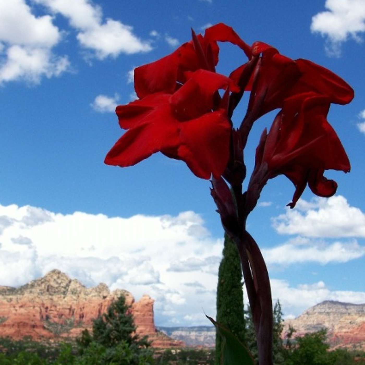 Why In Pursuit of Hope?