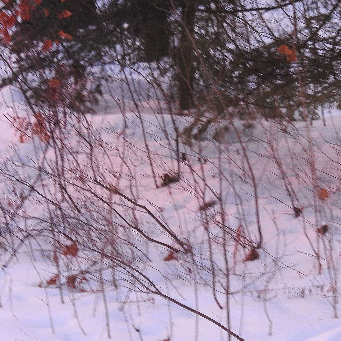PINK SNOW