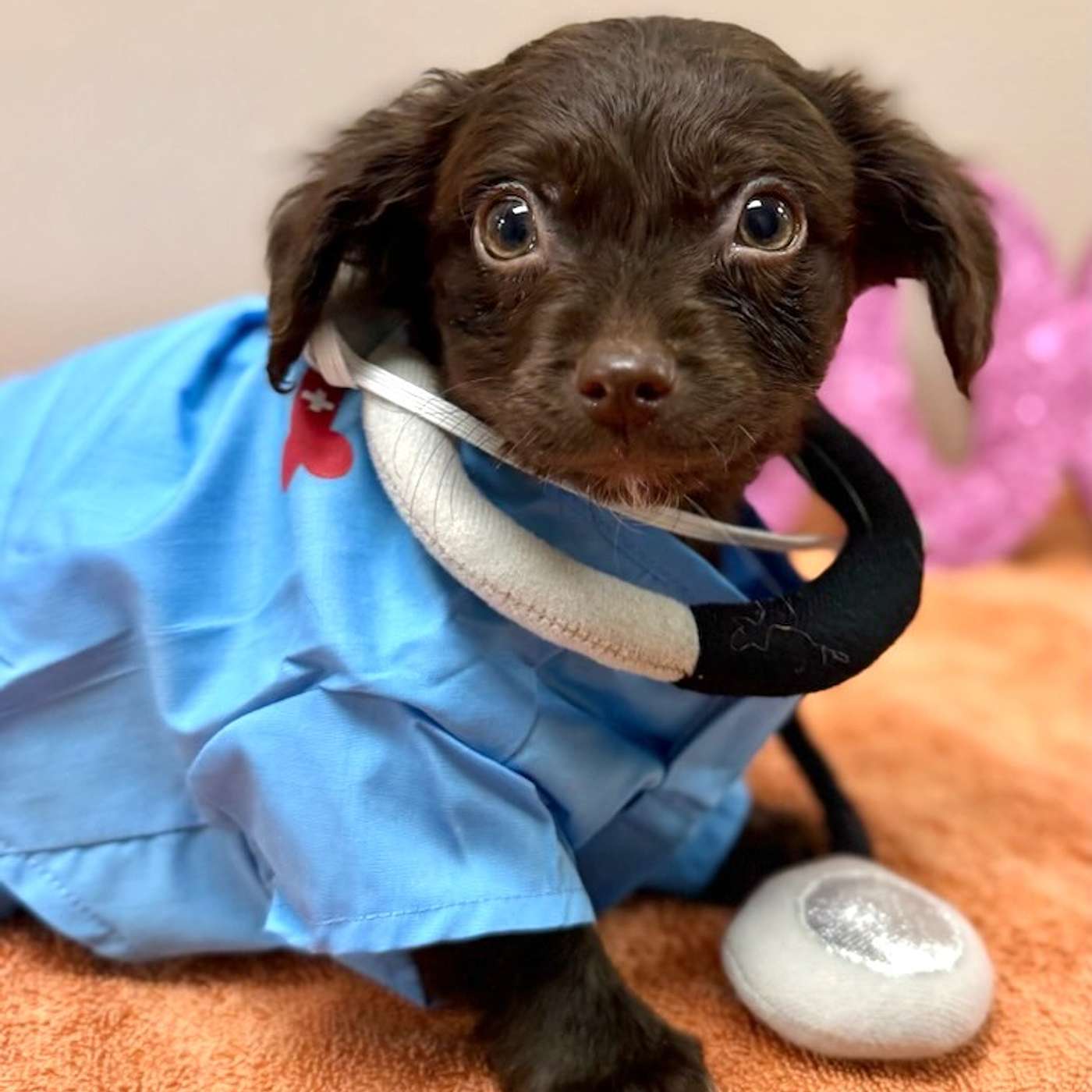 Let's meet the MUPPET PUPPIES! They are up for foster to adopt at the SPCA Serving Allegany County!