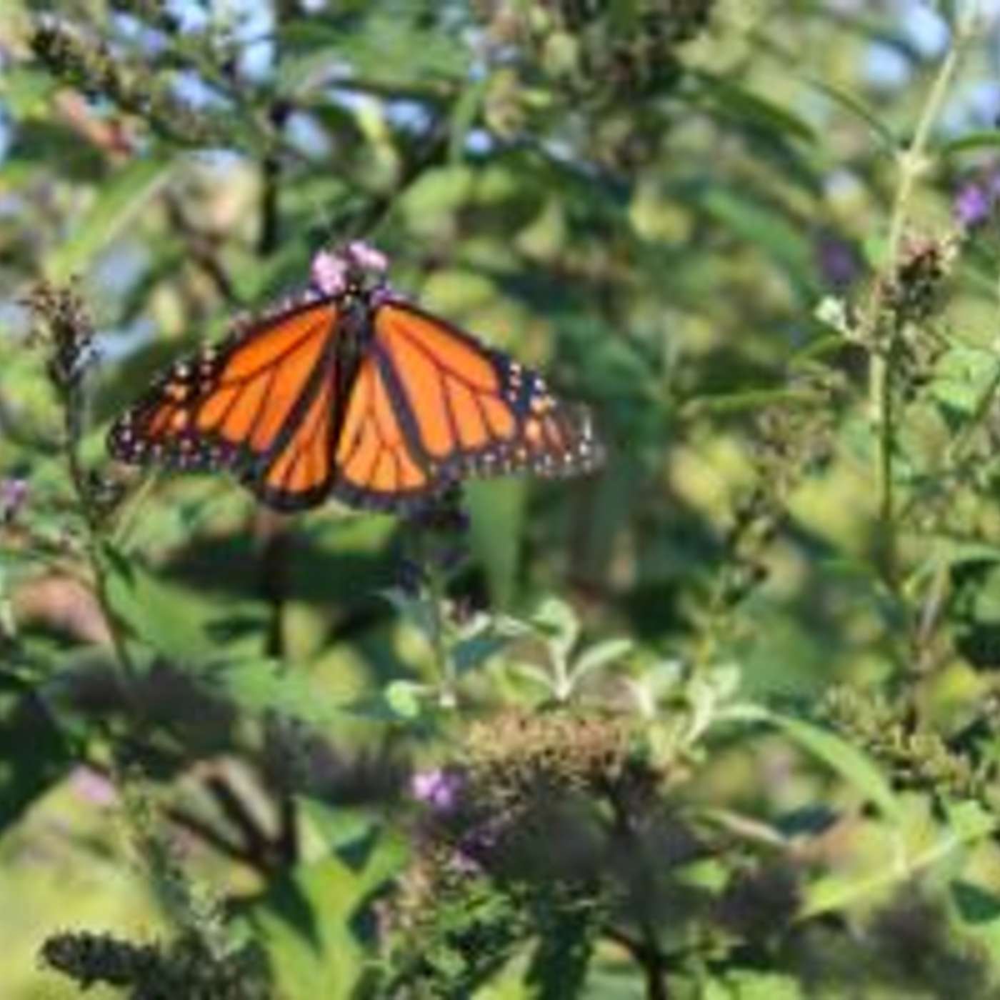 Explore Arizona's National Wildlife Refuges episode artwork