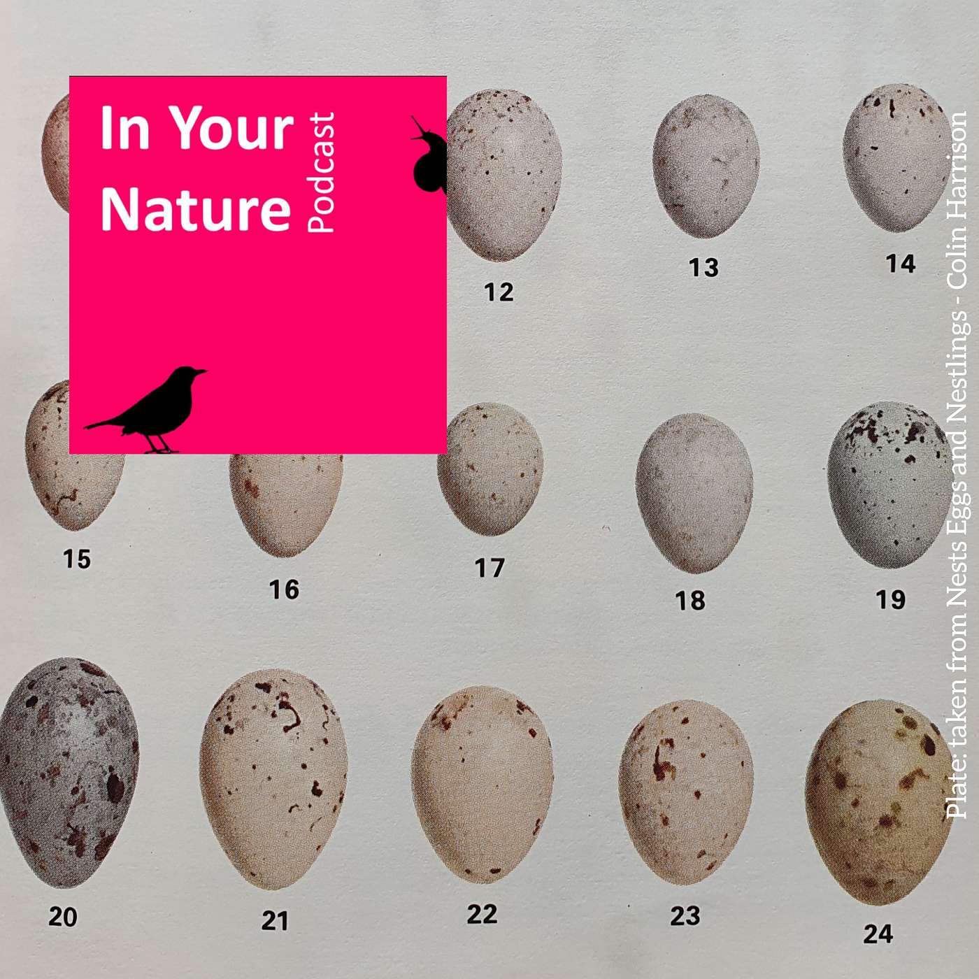 In Your Nature Ep 18 - Bird Eggs