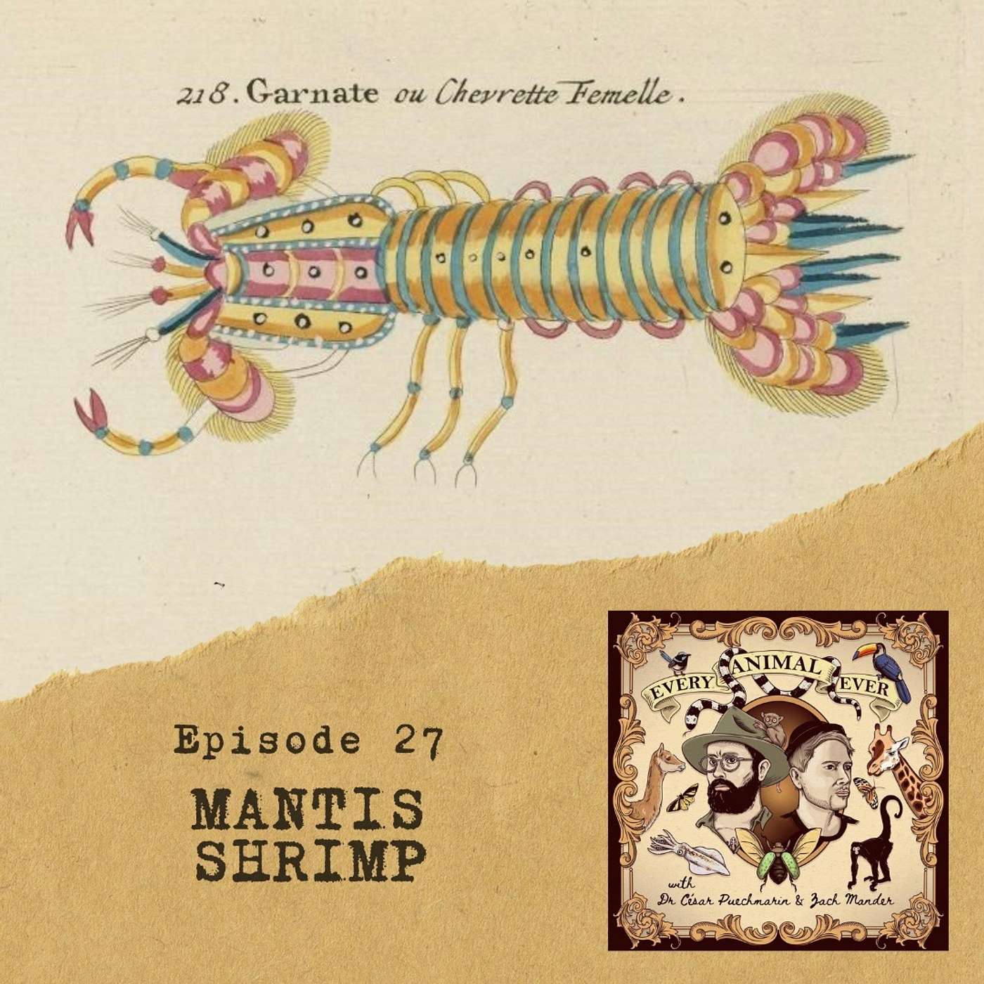 27 - Mantis Shrimp