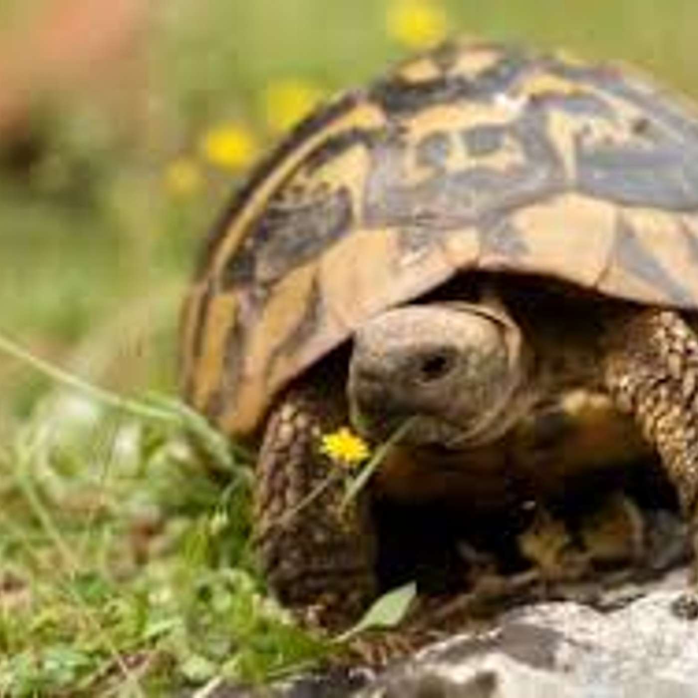 Amici per il pelo, il mondo degli animali visto e raccontato da una veterinaria