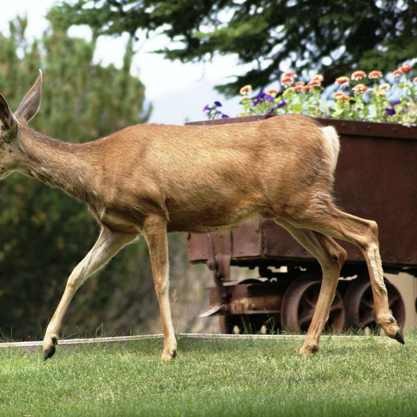 Top 10 Plants Javelina, Deer & Rabbits Leave Alone