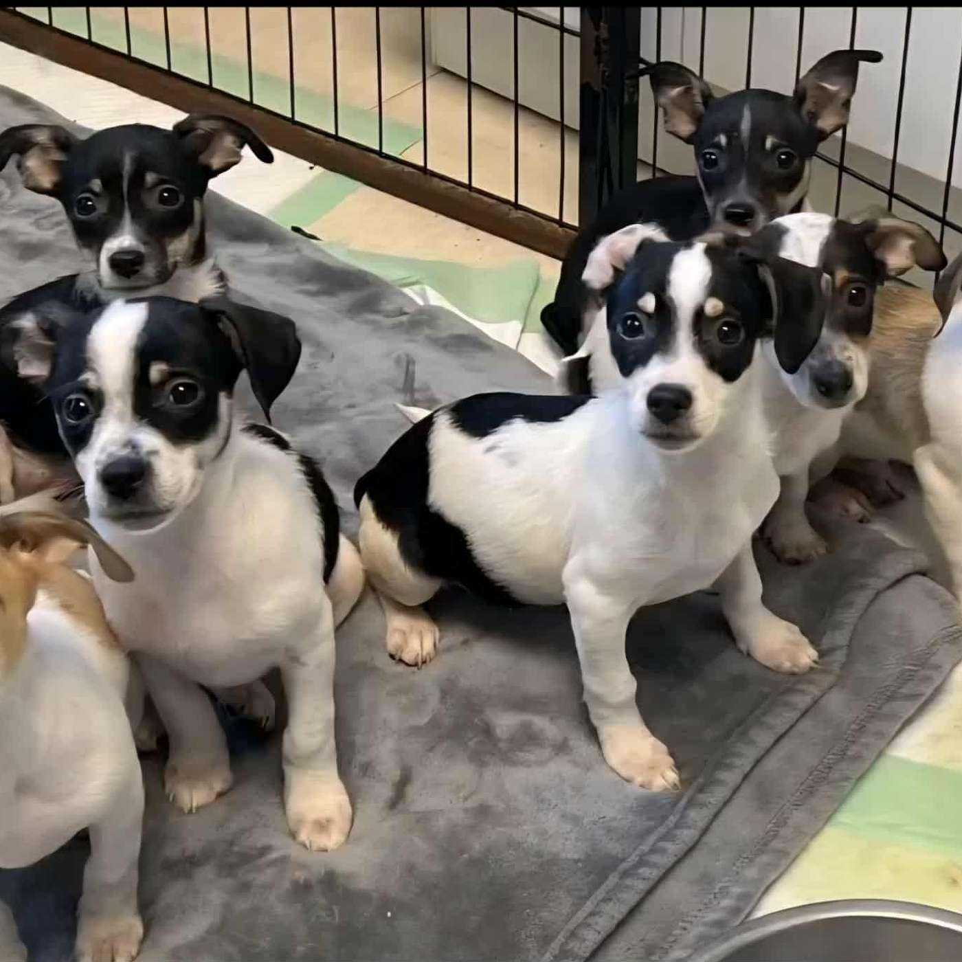 The Happy Camper Puppies! They are up for adoption through the SPCA Serving Allegany County!