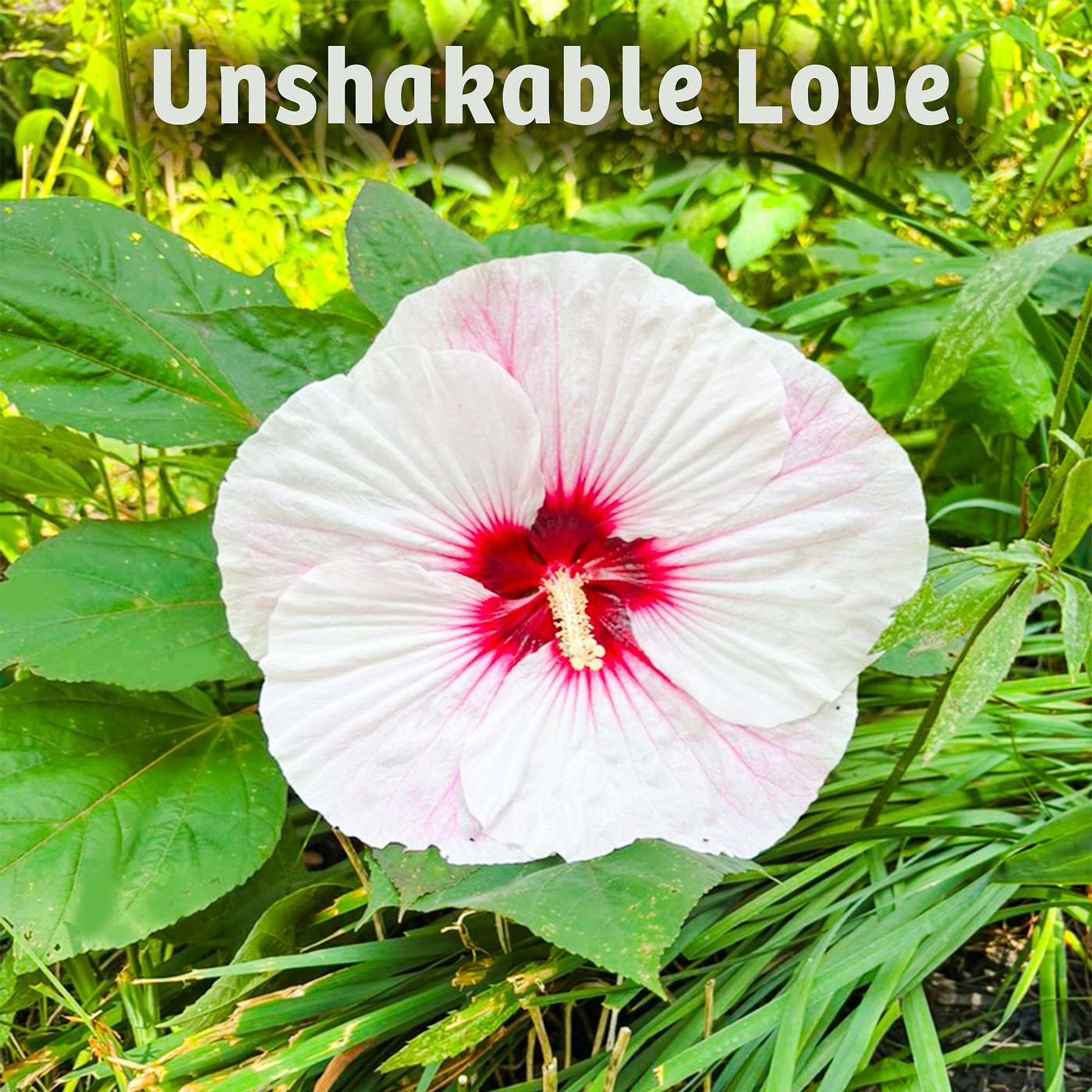 Consuming Love: Overcoming Bitterness and Pressing Forward episode artwork