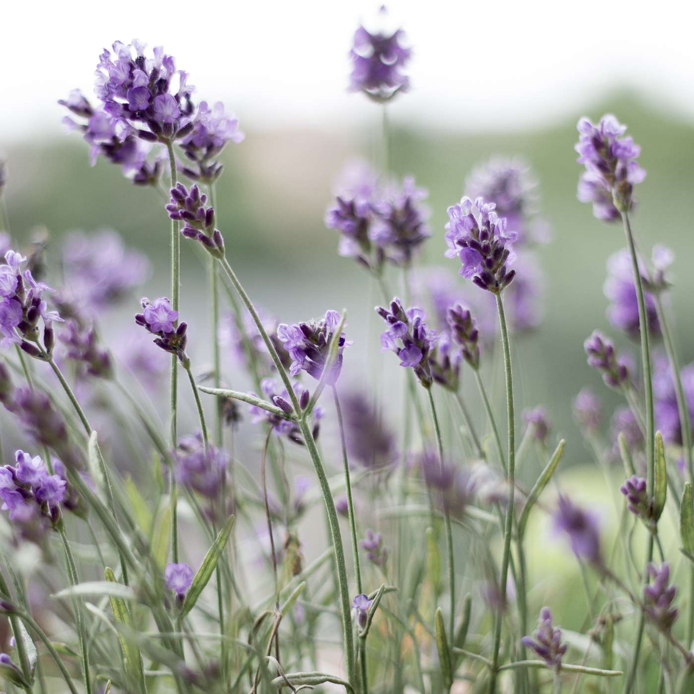 337. The Sacred Art of Slowing Down: Finding Relief from Rushed Living