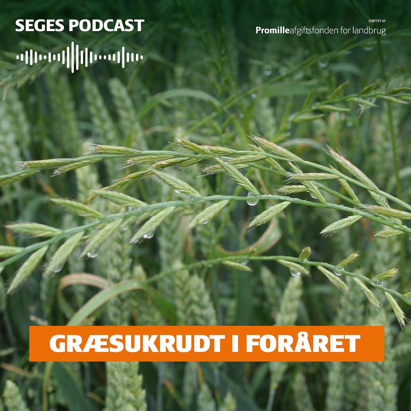 Din Mark Lige Nu: Græsukrudt i foråret Din Mark Lige Nu: Græsukrudt i foråret