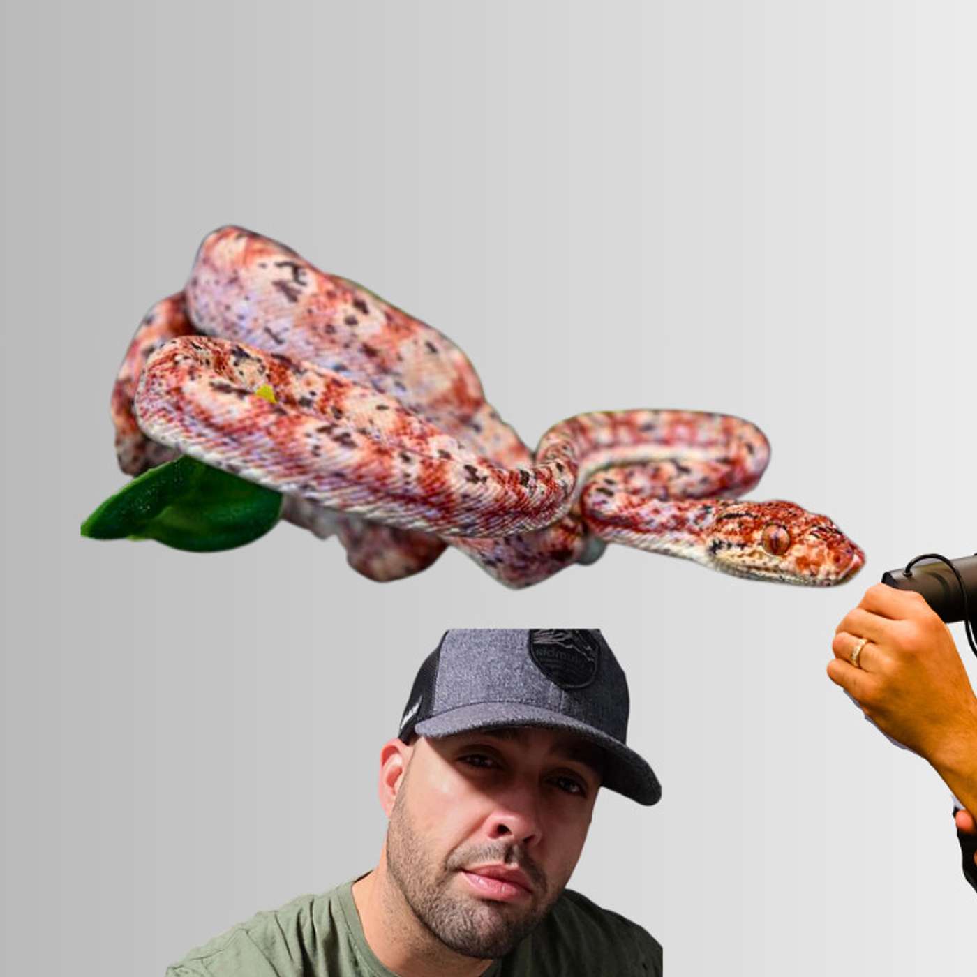Getting dialed in the Amazon Tree Boa game