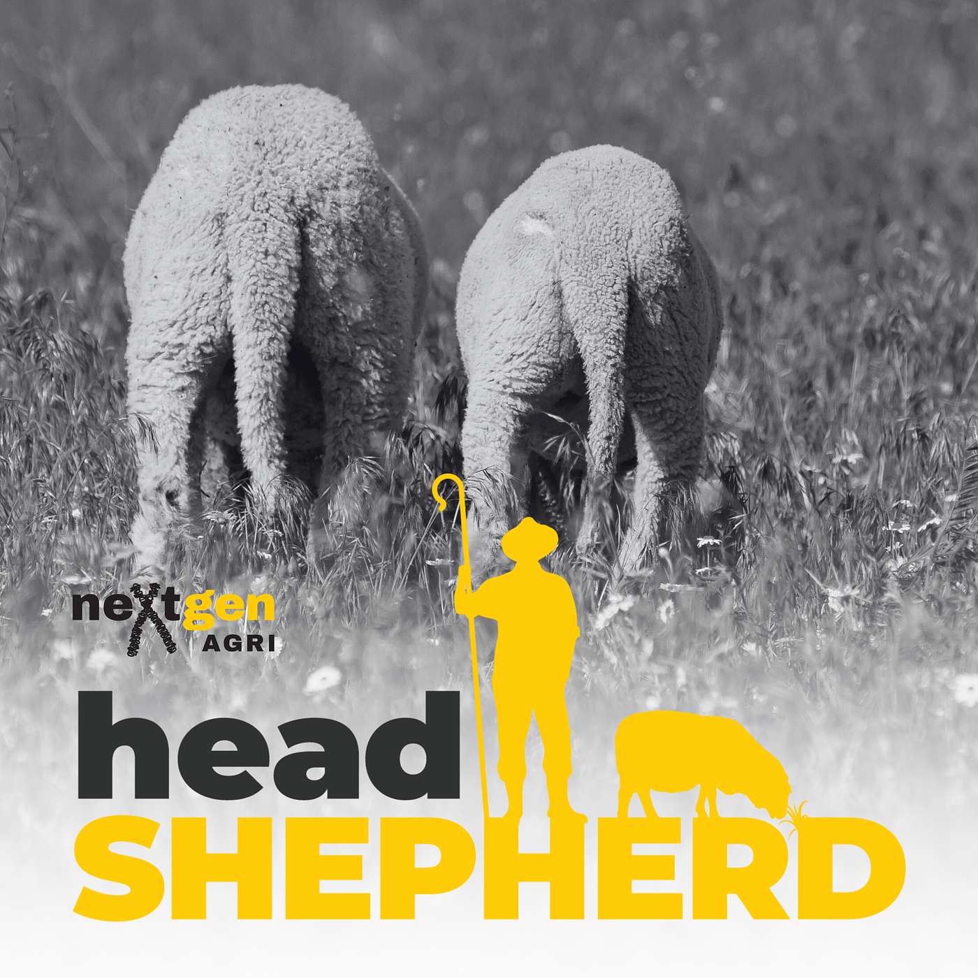 How Do You Breed Short-Tailed Sheep? with Marnie Hodge How Do You Breed Short-Tailed Sheep? with Marnie Hodge