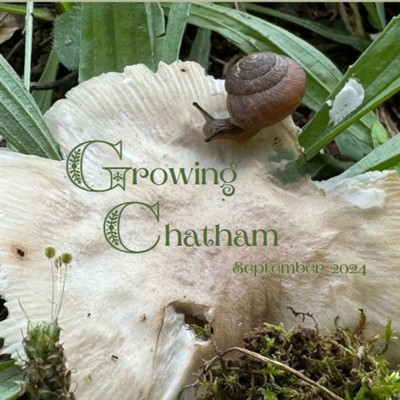 Growing Chatham 924