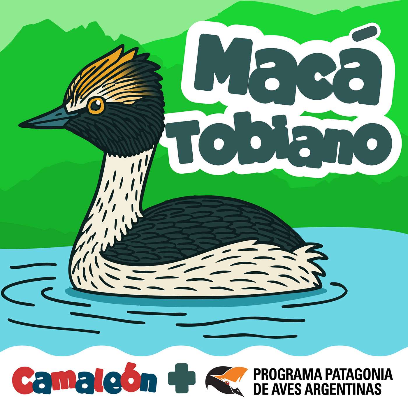 Macá tobiano: Ave buzo de la Patagonia episode artwork