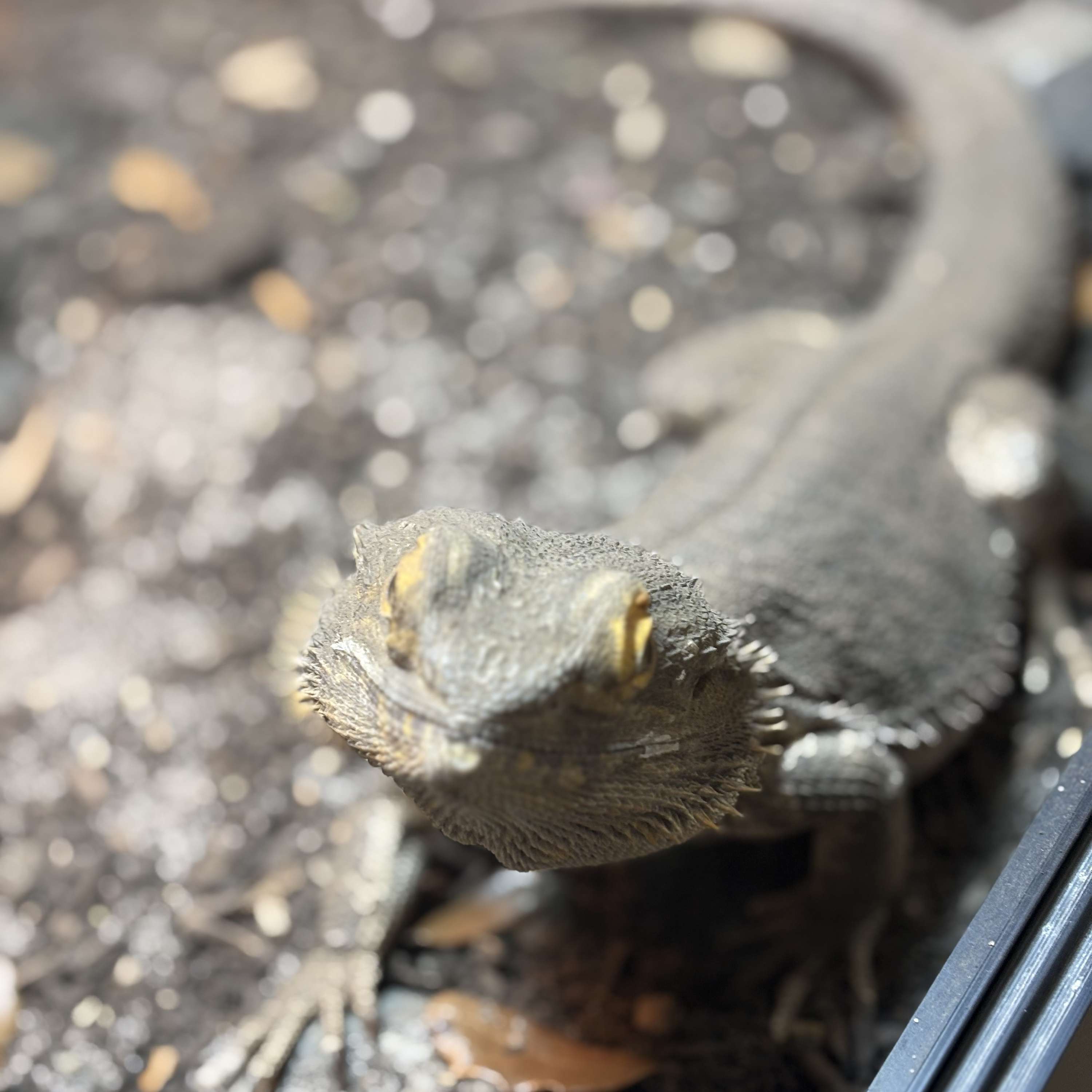 The Morning Stand-Up with Nick Lifestyle cover art