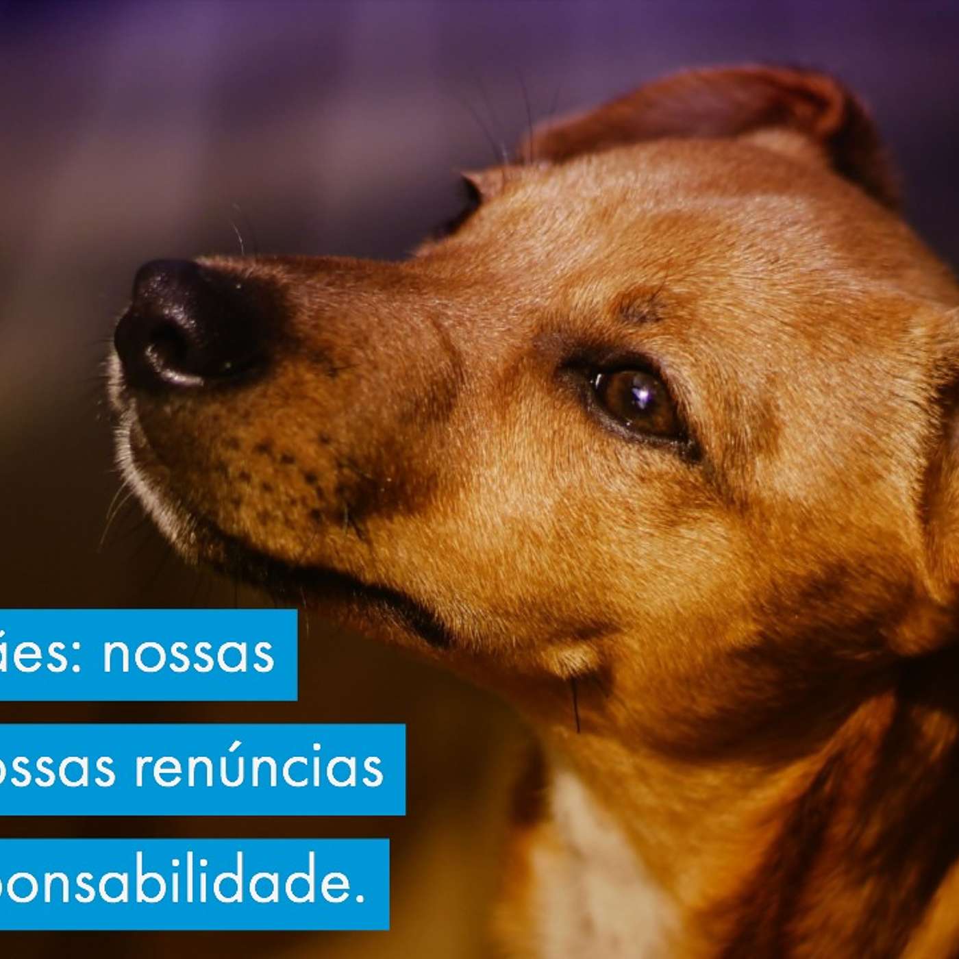 Vida com cães: nossas escolhas, nossas renúncias e nossa responsabilidade. episode artwork