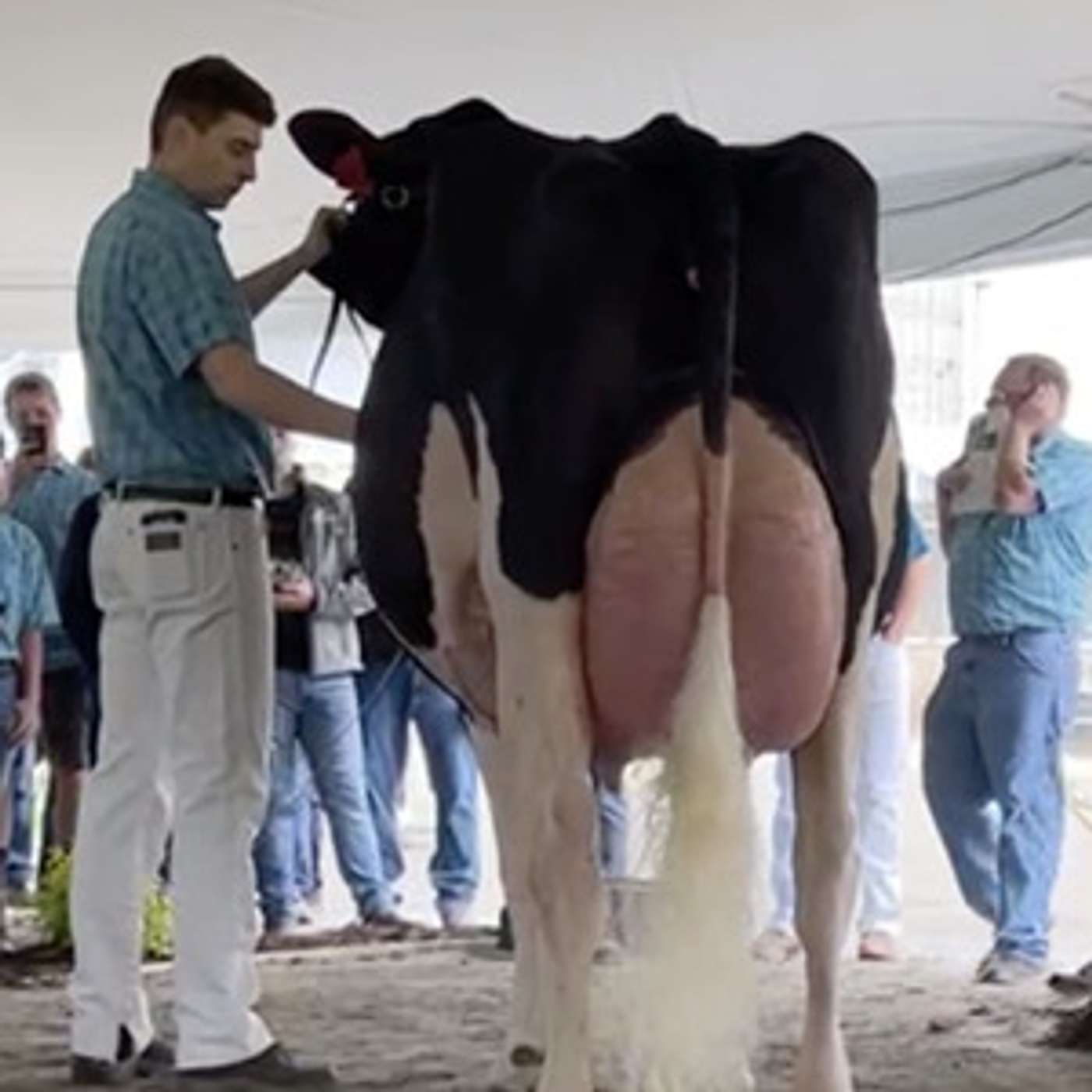 DairyVoice Podcast