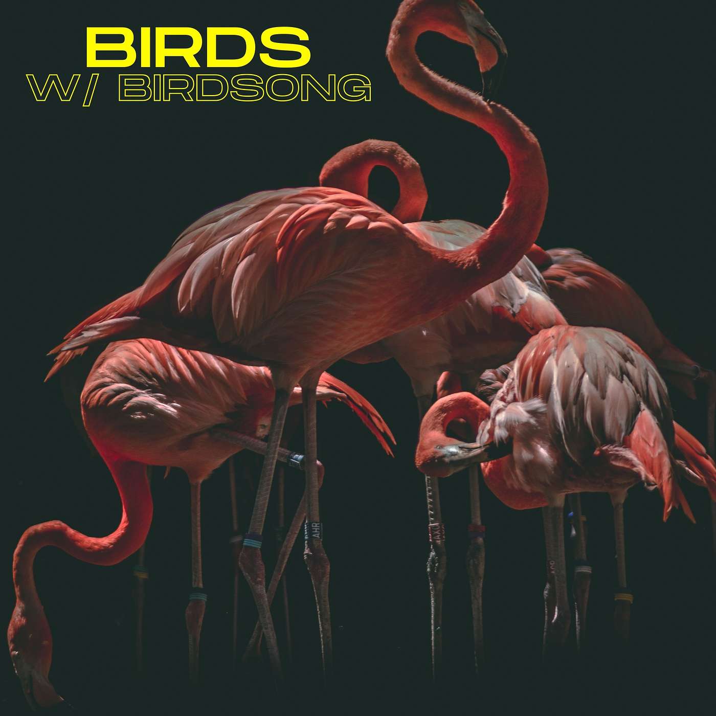 Birds ( w/ Birdsong) episode artwork