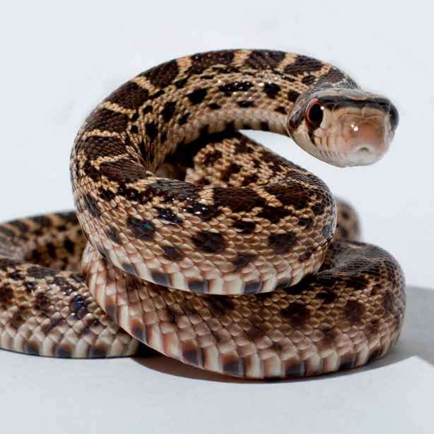 SNAKES, part 2: with Edwin Crozier and Andrew Roberts