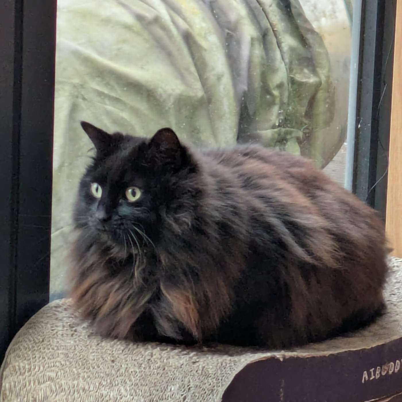 Episode 9: It’s a Cat Circus