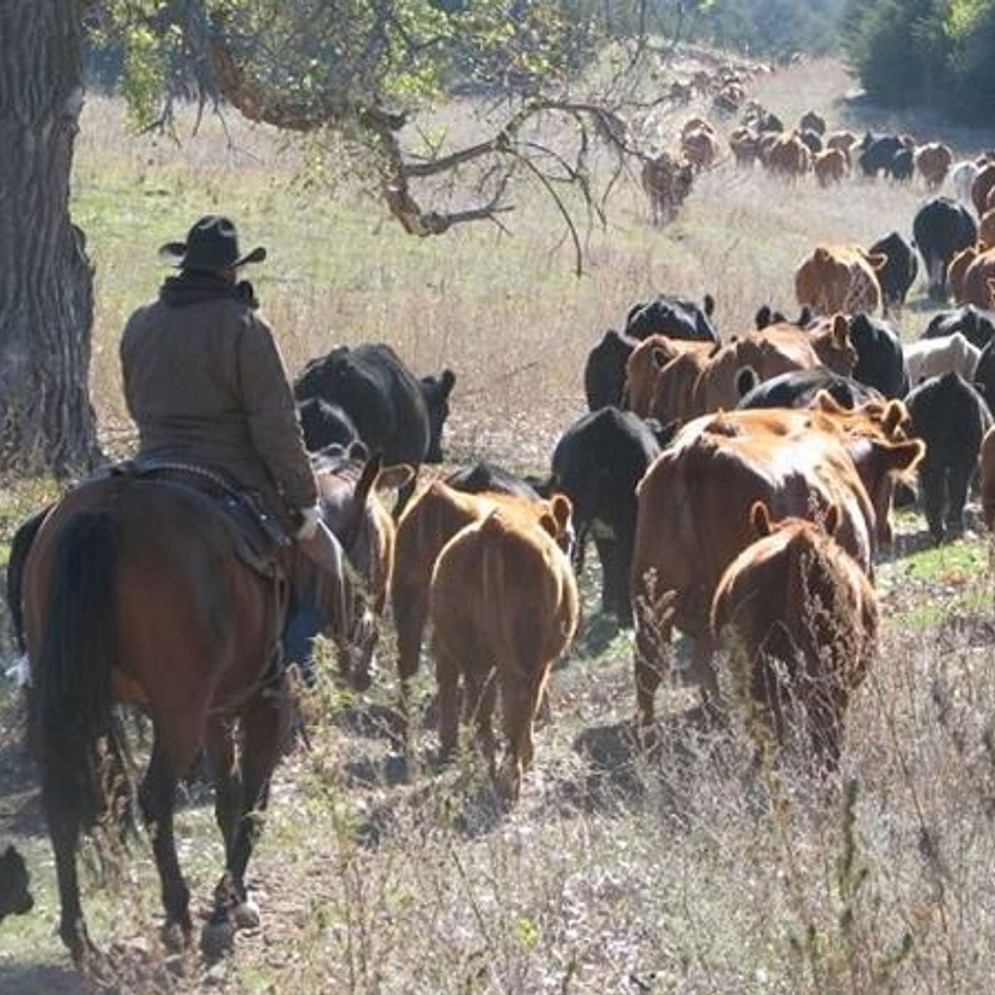 COWBOY DREAMS COME TRUE at ROWSE'S 1+1 RANCH on SADDLE UP AMERICA!