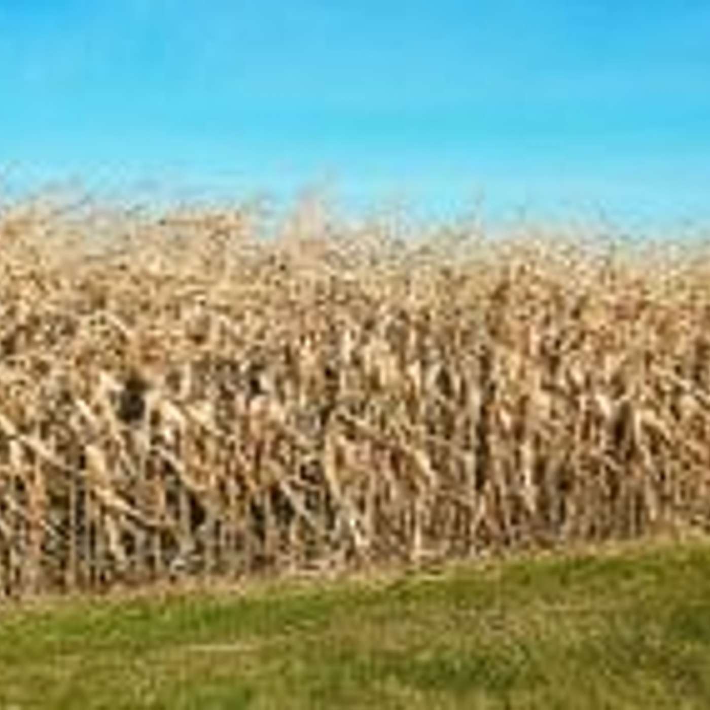 Record harvest, uneven exports poised to scramble grain storage and transportation logistics