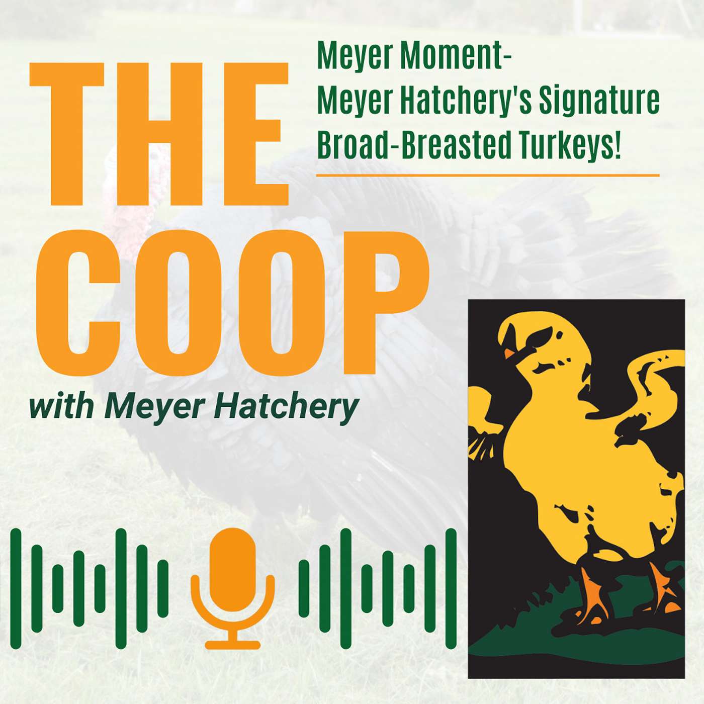 Introducing Meyer Hatchery's New Signature Broad-Breasted Turkeys!