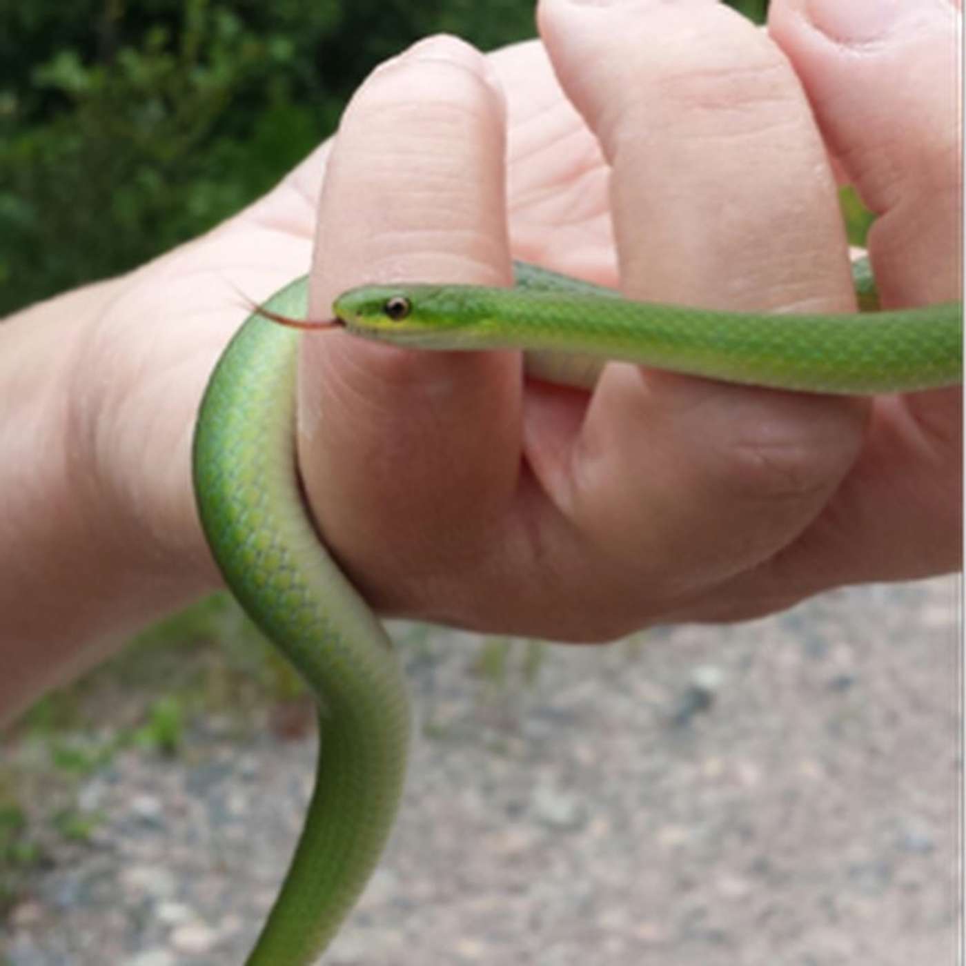The Snakes of Ontario with Ryan Wolfe