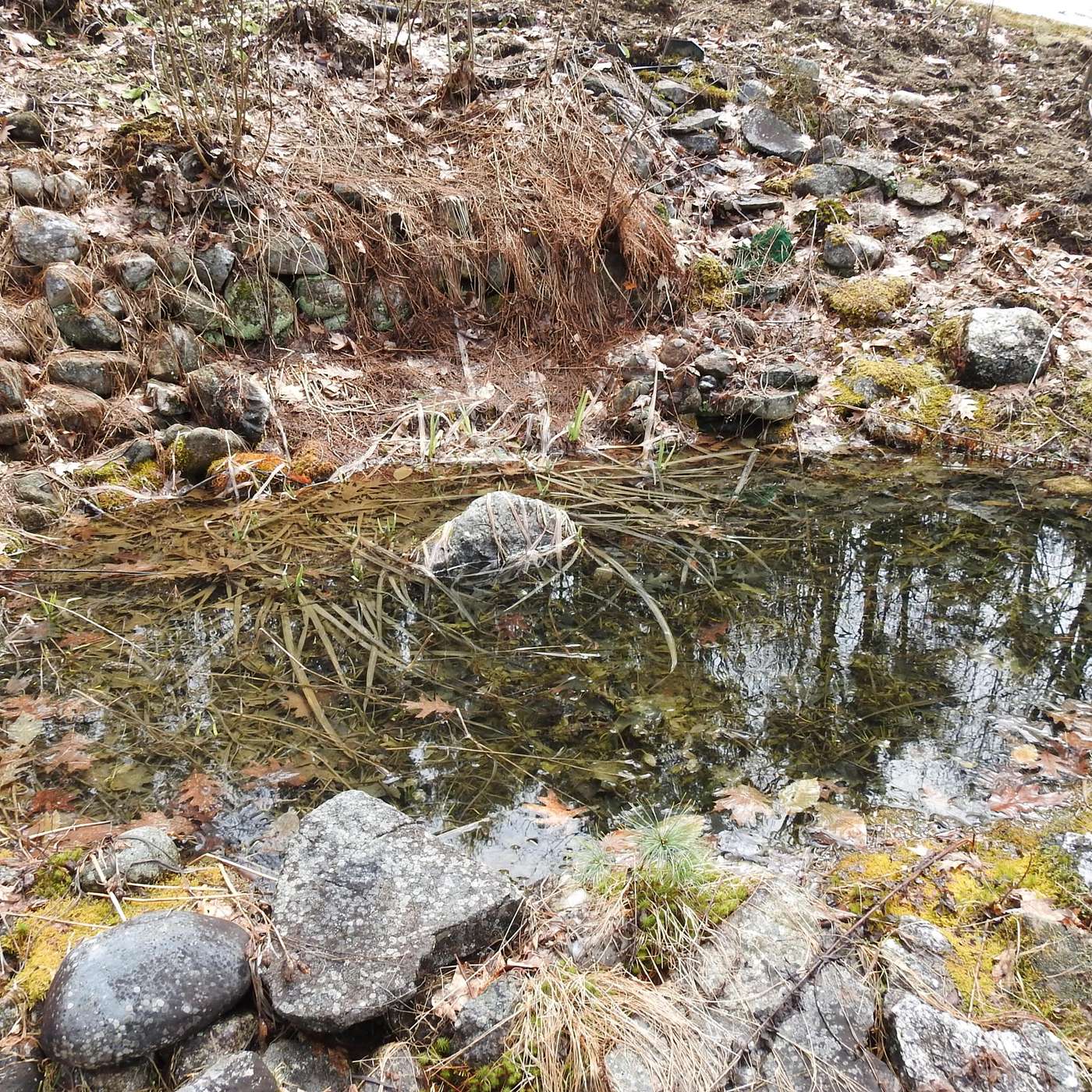WAITING FOR FROGS' EGGS