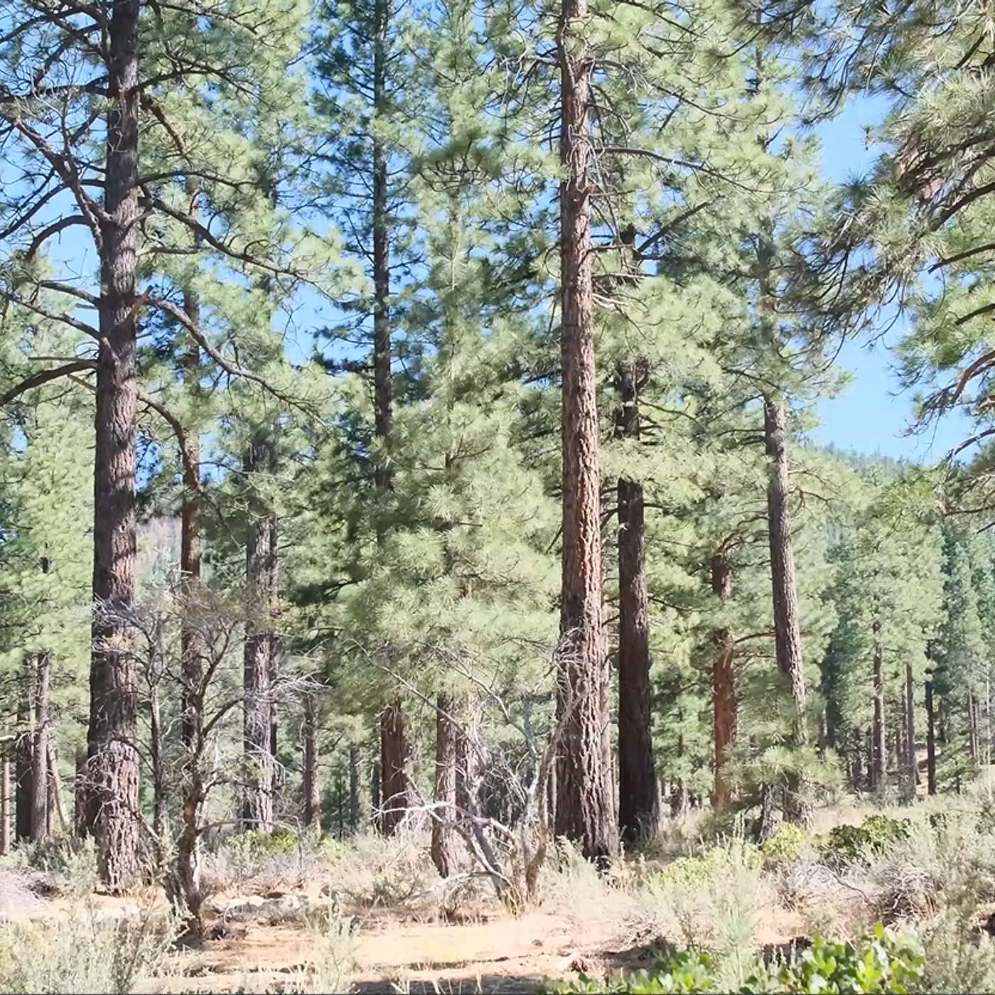Meet Your Park Rangers: Caring for Washoe County's Outdoor Spaces episode artwork