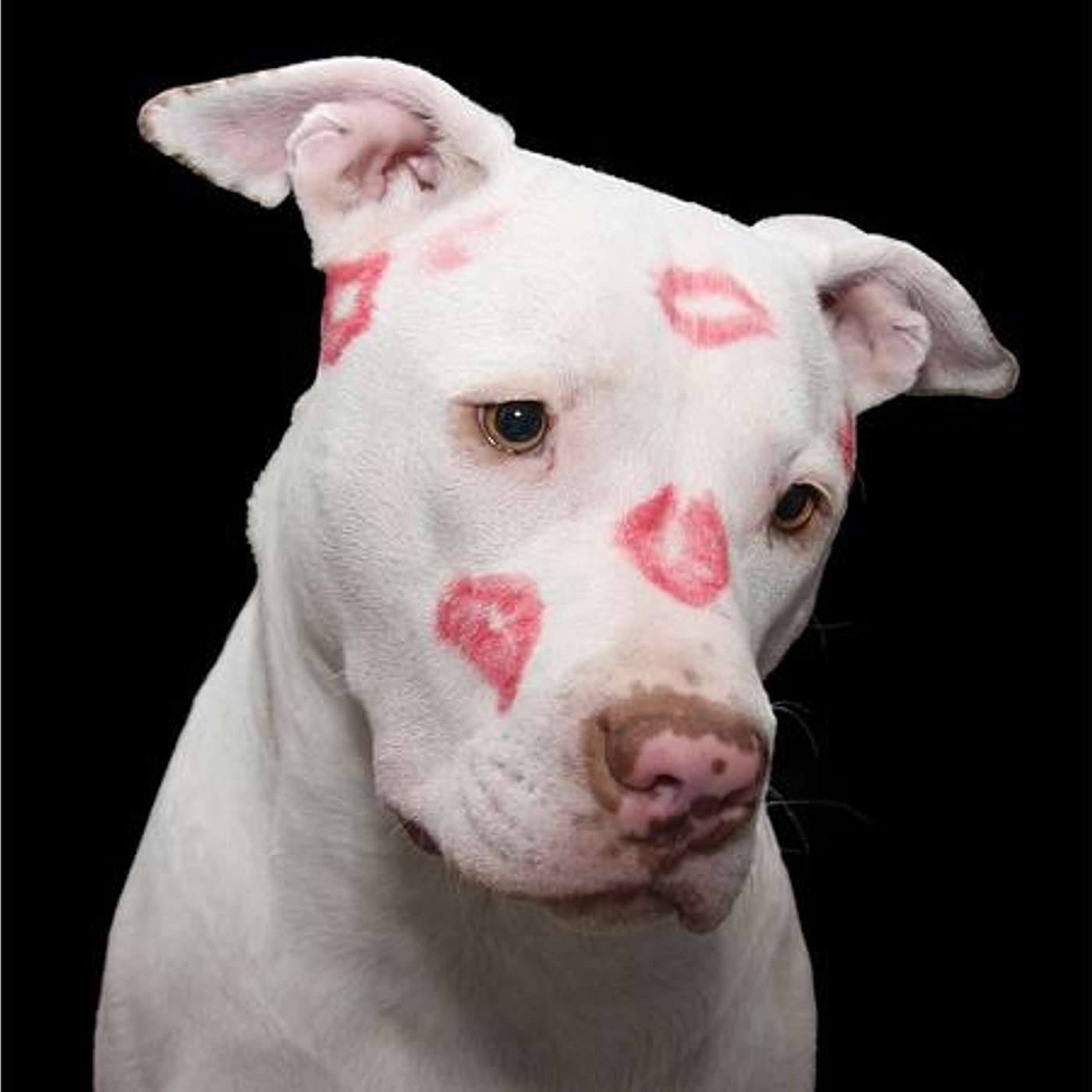 Bully Breeds Might Cost You More Money and Time - Dr. Andi episode artwork