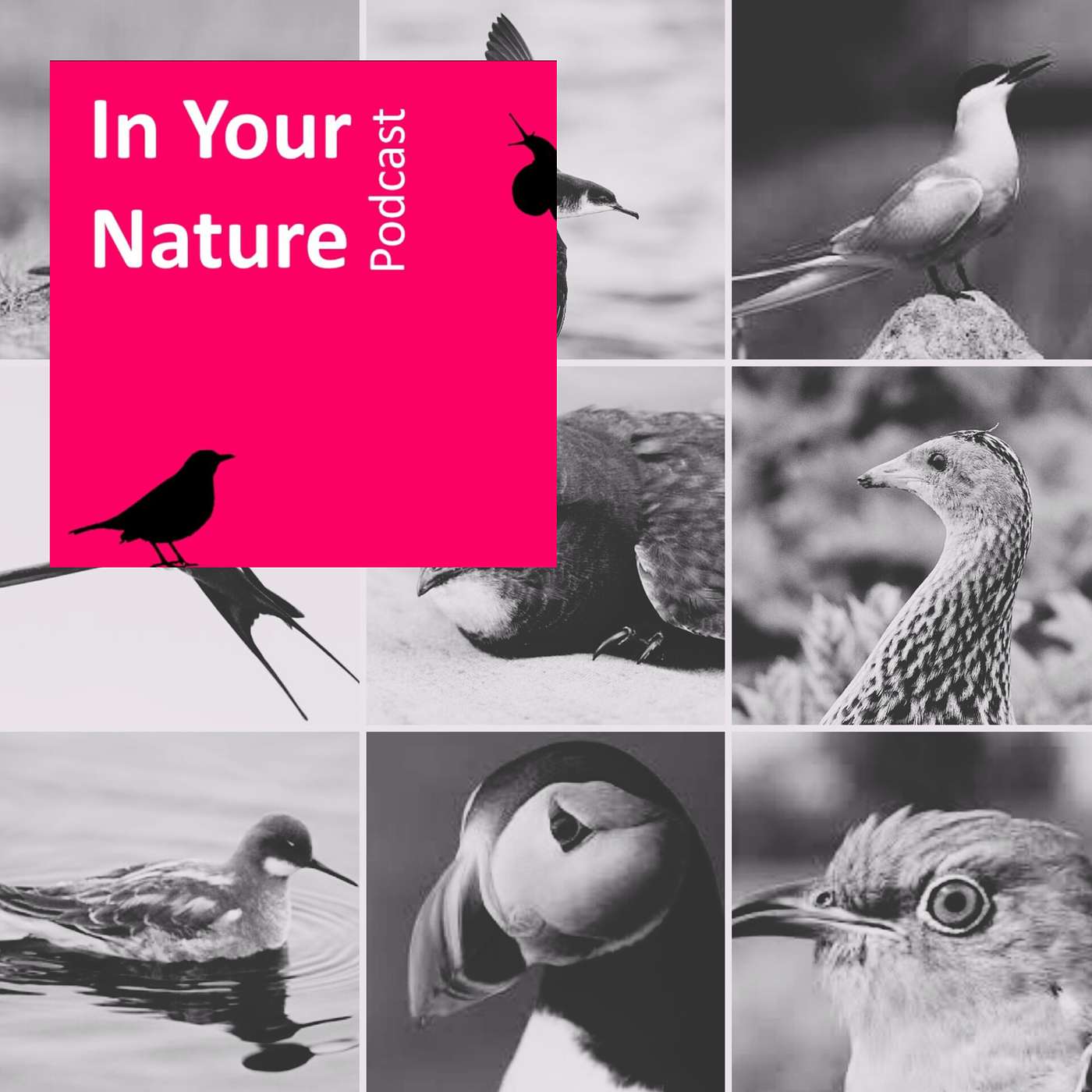 In Your Nature Ep 47 - Where Are They Now?