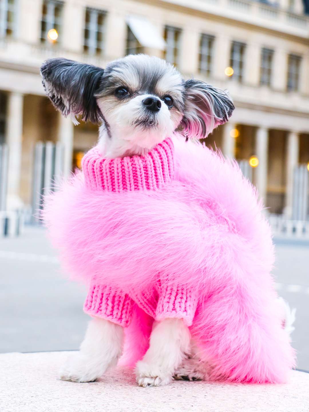 Tinkerbelle the dog
