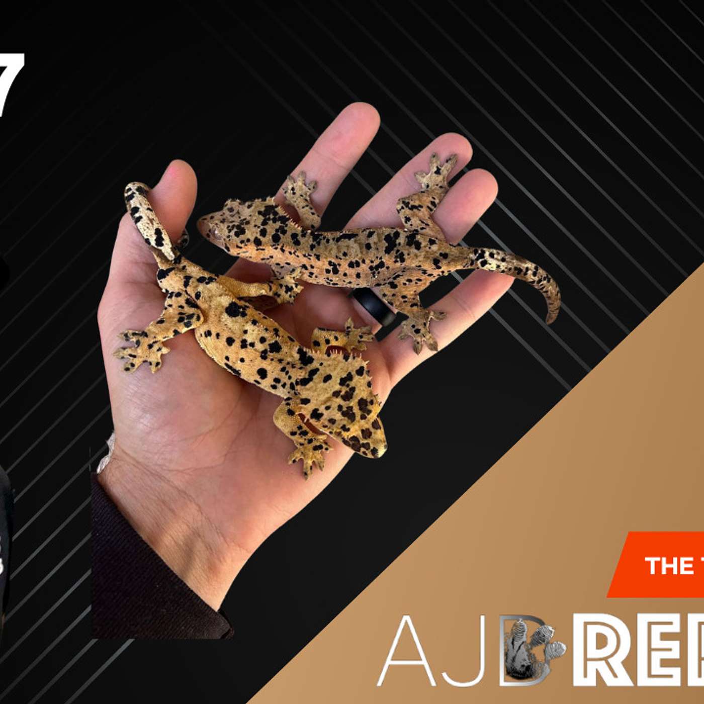 AJ speaks about the Gecko breeder market and where he feels it's headed | The Trap Talk Podcast
