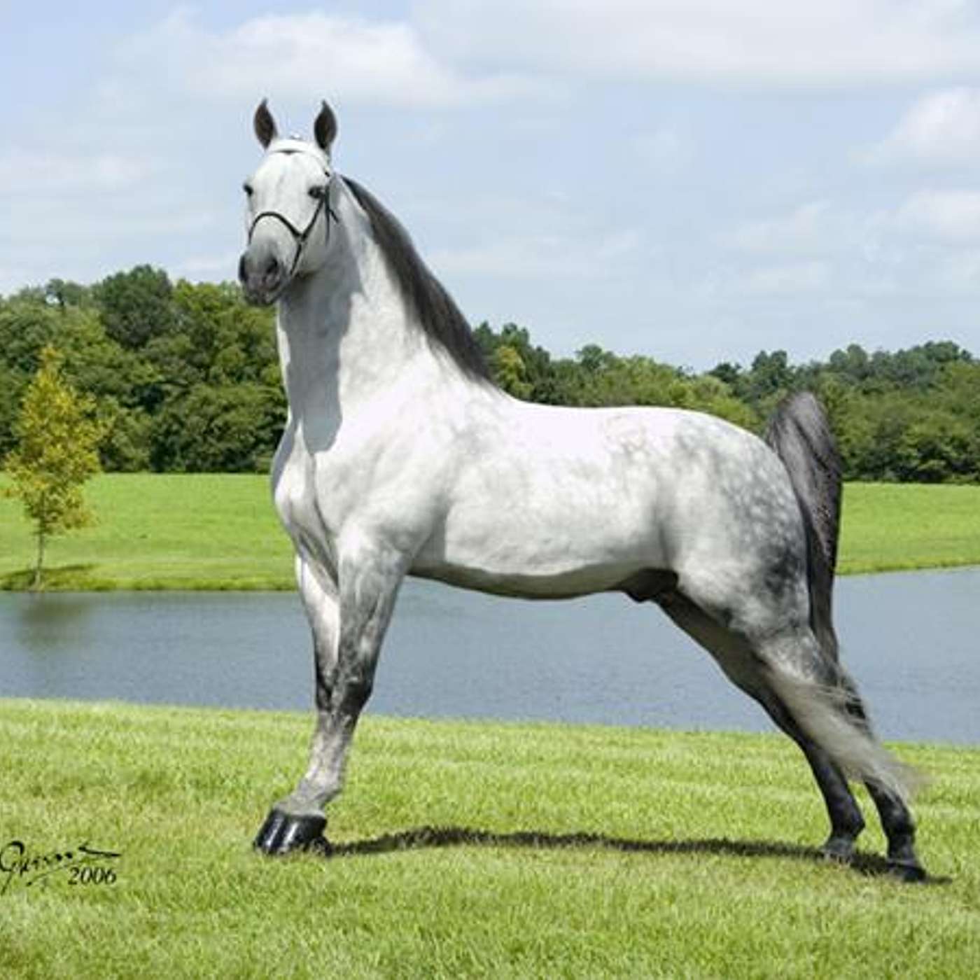 The Music of Joni Harms and TWHBEA VP David Williams on Equestrian Legacy Radio