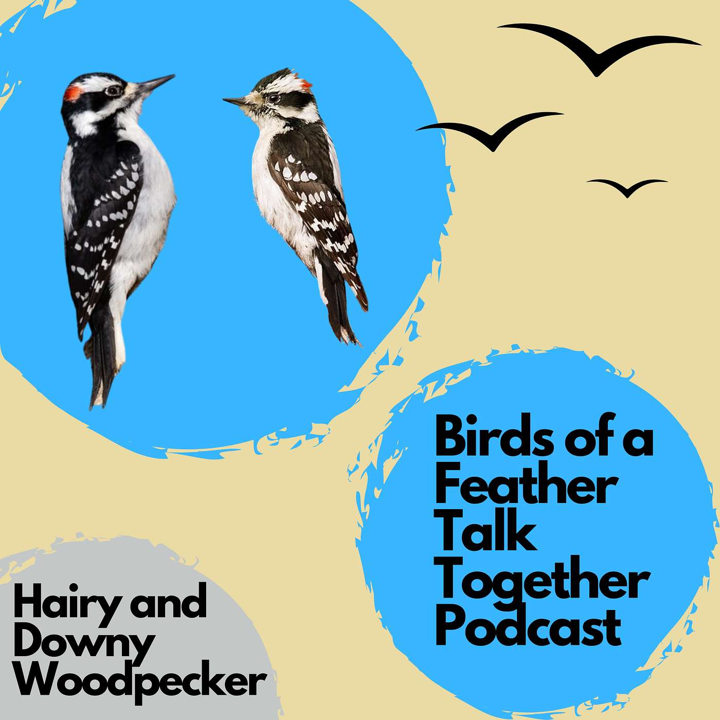 Birds of a Feather Talk Together